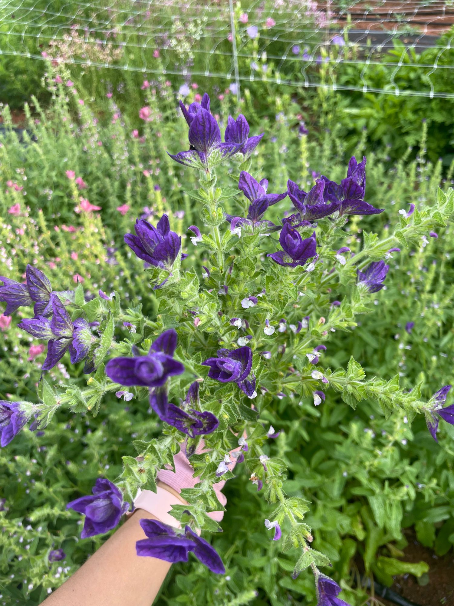 SALVIA viridis Oxford Blue