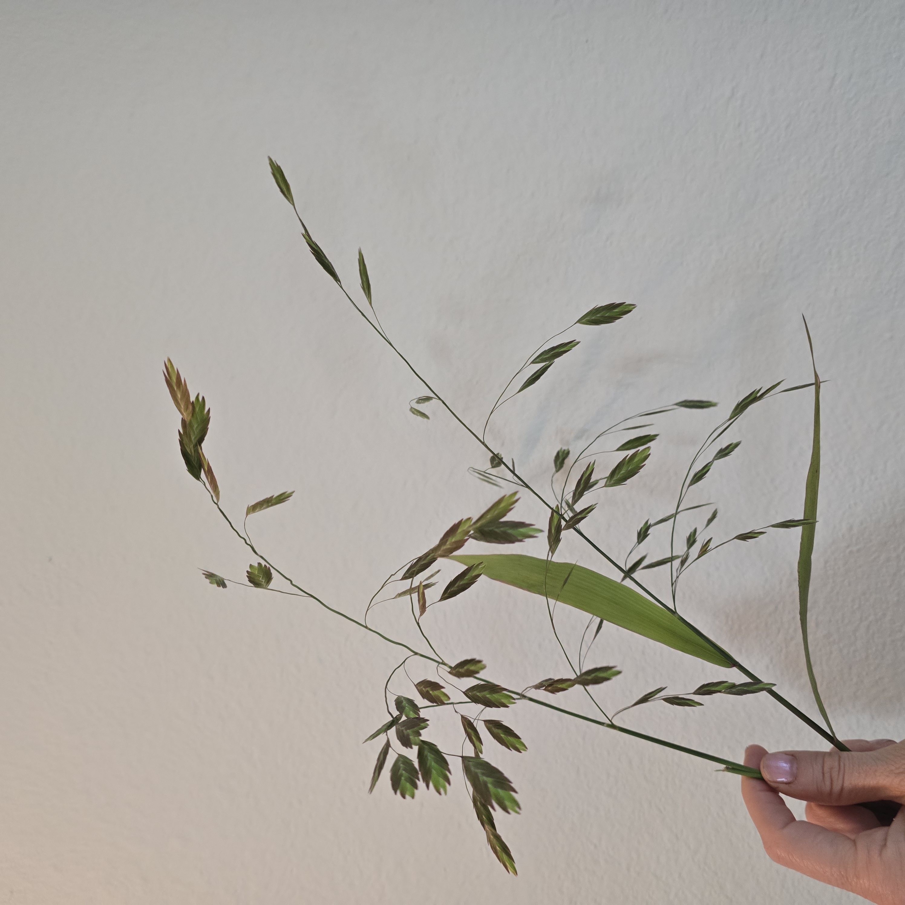 CHASMANTHIUM latifolium