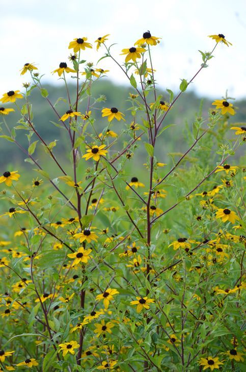 RUDBECKIA triloba
