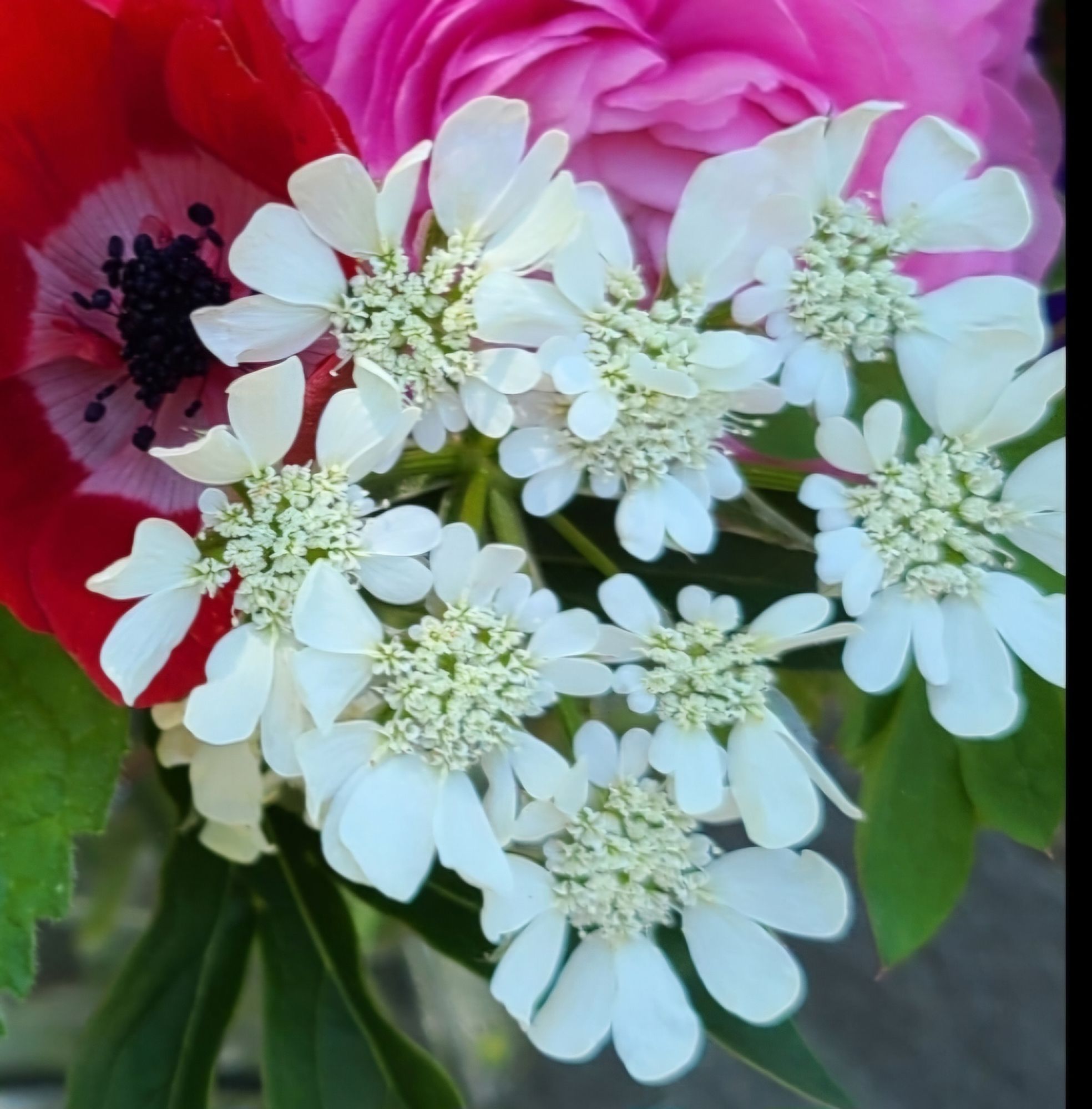ORLAYA grandiflora