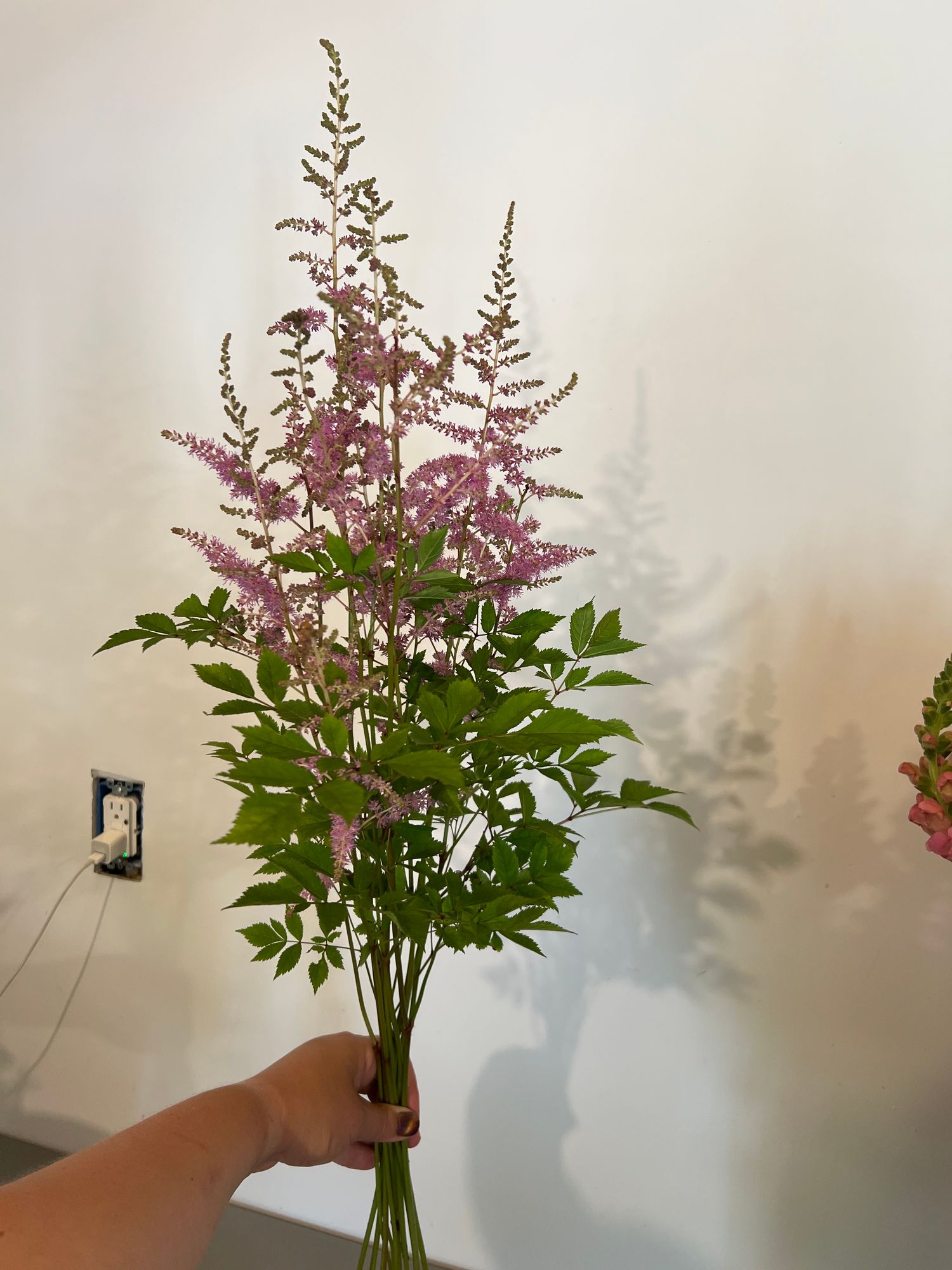 ASTILBE chinensis Purpurlanz