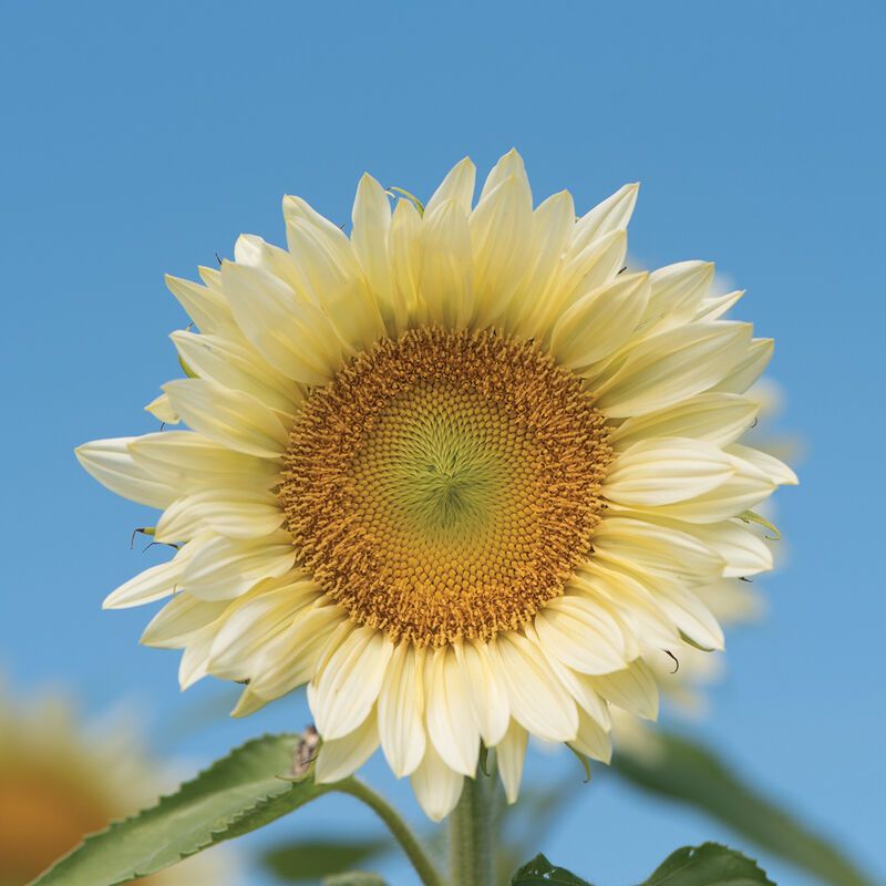 HELIANTHUS annuus