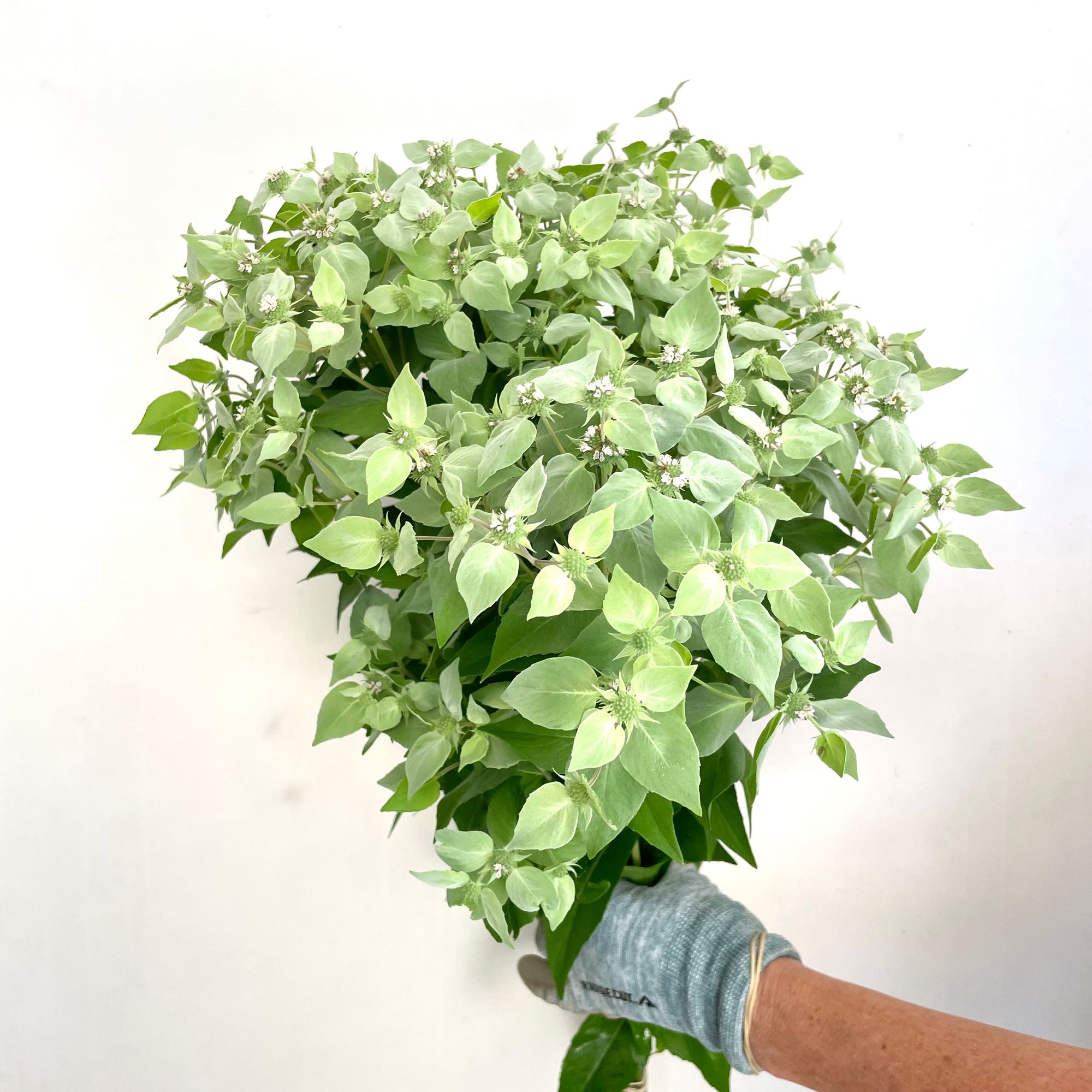 PYCNANTHEMUM muticum
