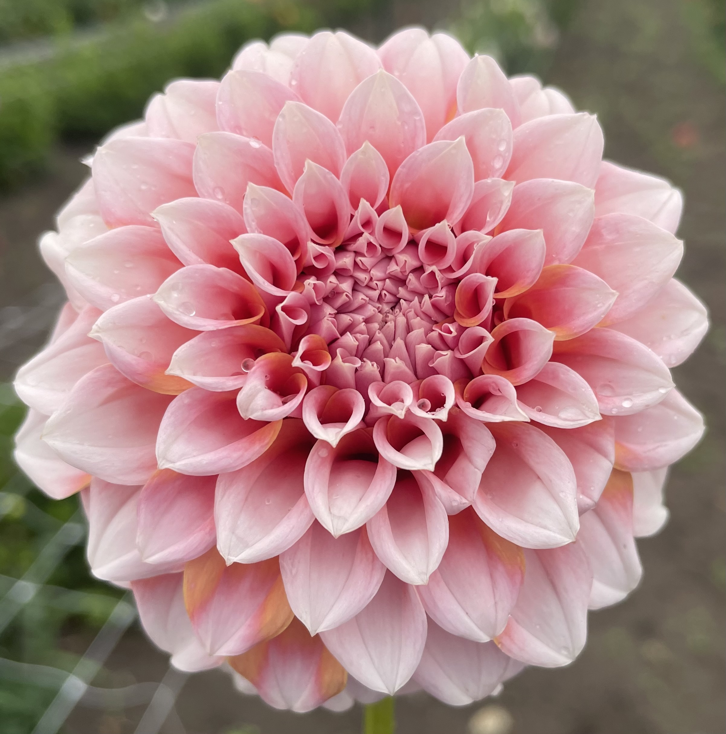 DAHLIA Decorative