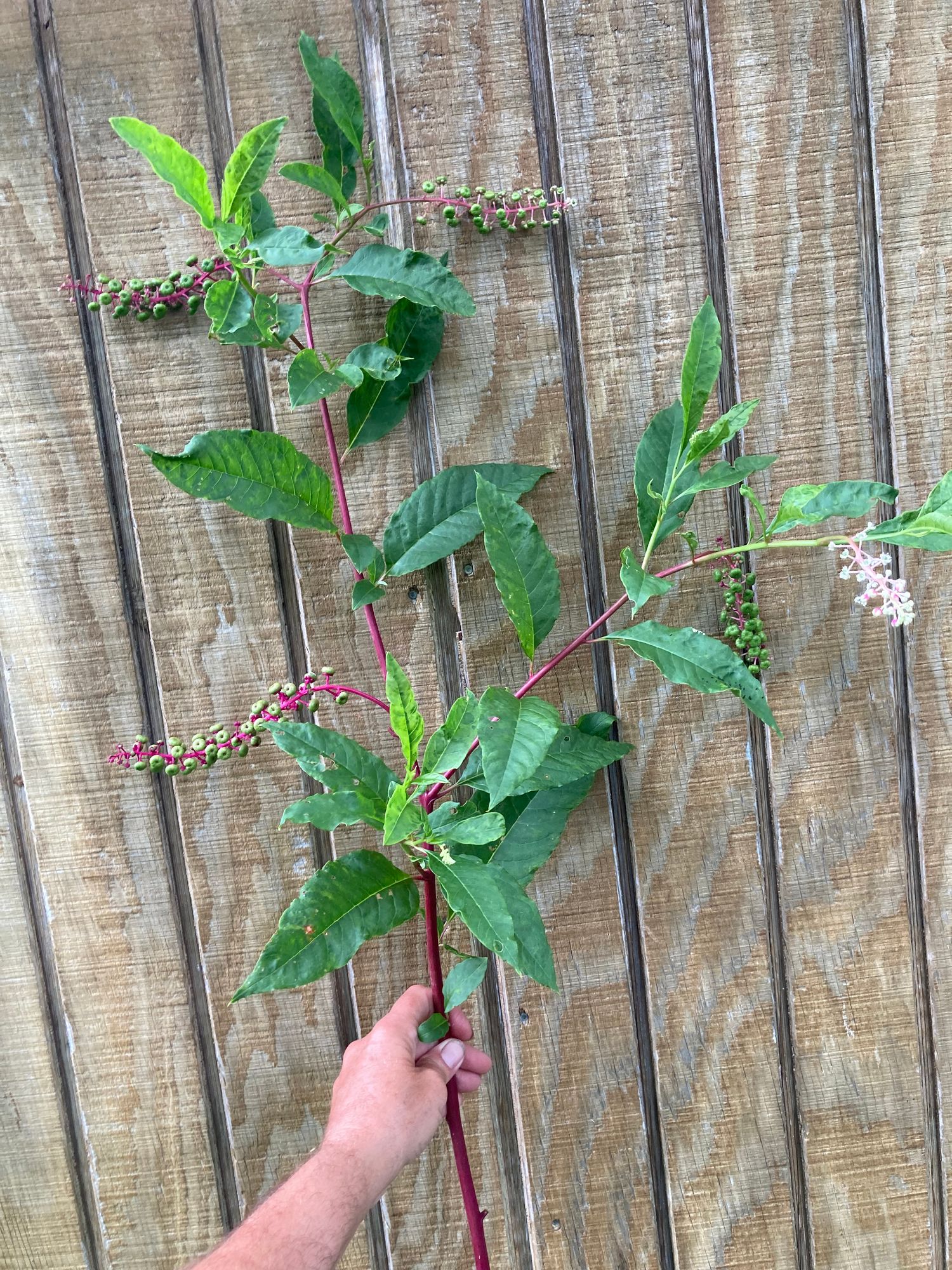 PHYTOLACCA americana