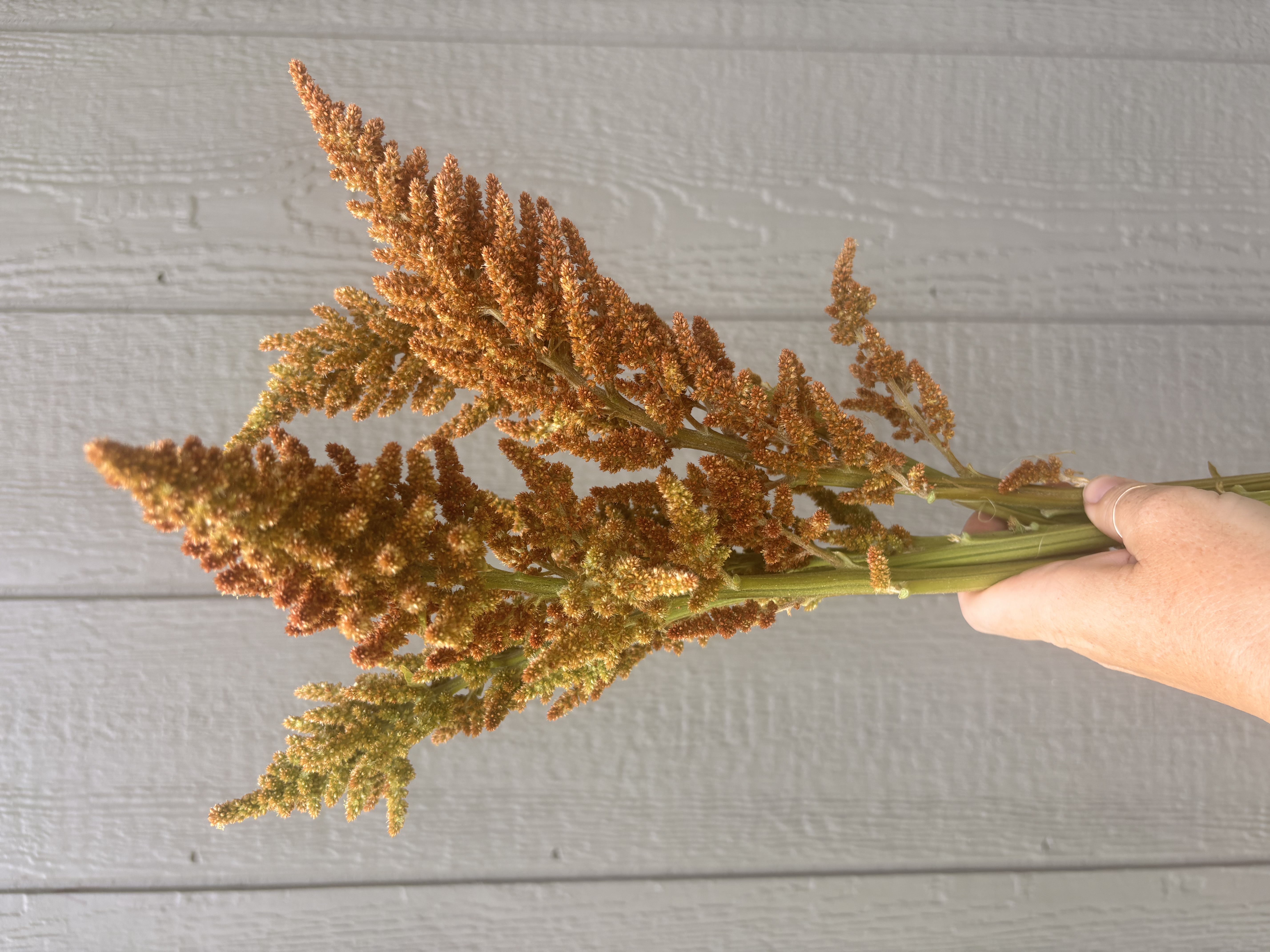 AMARANTHUS cruentus Hot Biscuits