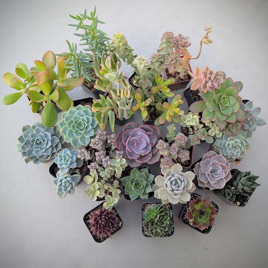 Bulk 24 pack of 2" Potted Succulent and Sedum Box