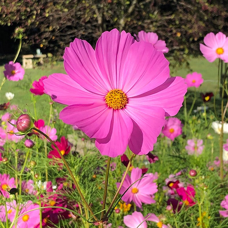 COSMOS bipinnatus