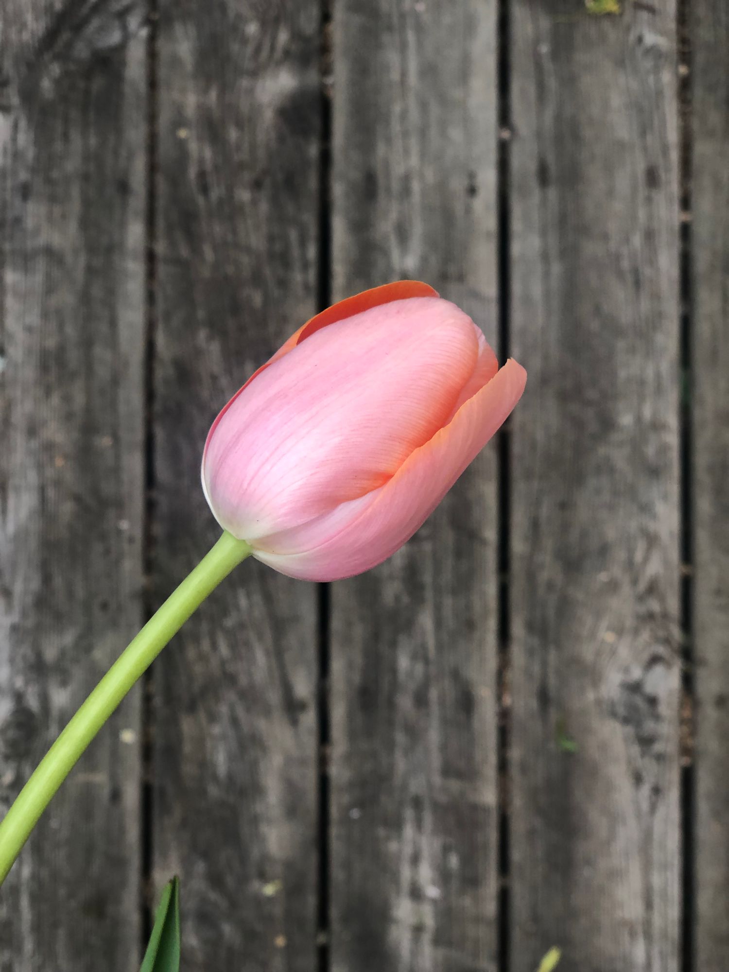 TULIPA Menton