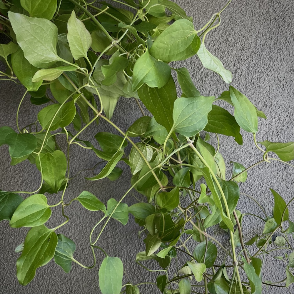CLEMATIS terniflora