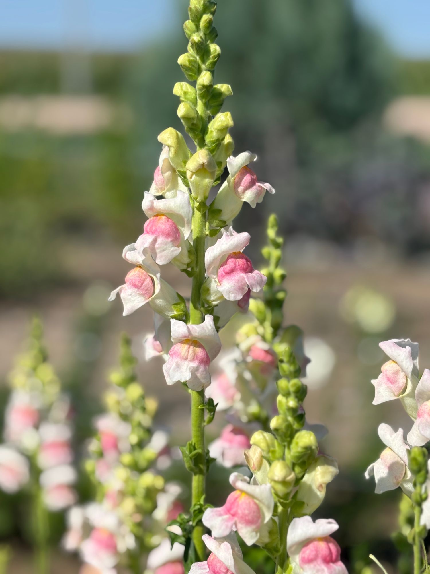 ANTIRRHINUM majus Potomac Appleblossom