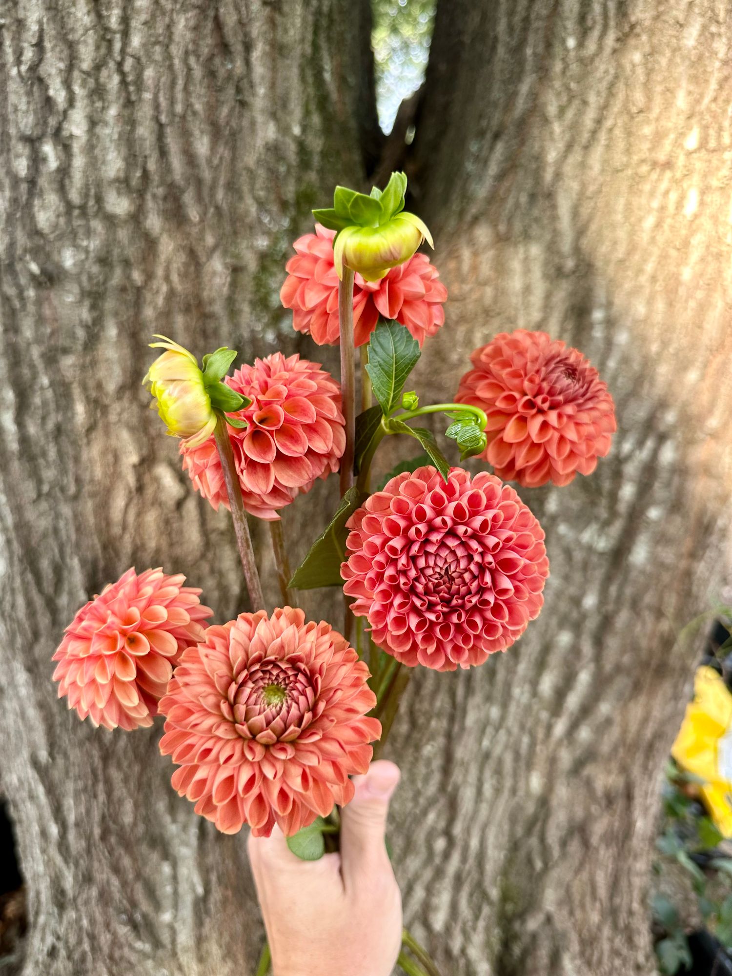 DAHLIA Cornel Bronze