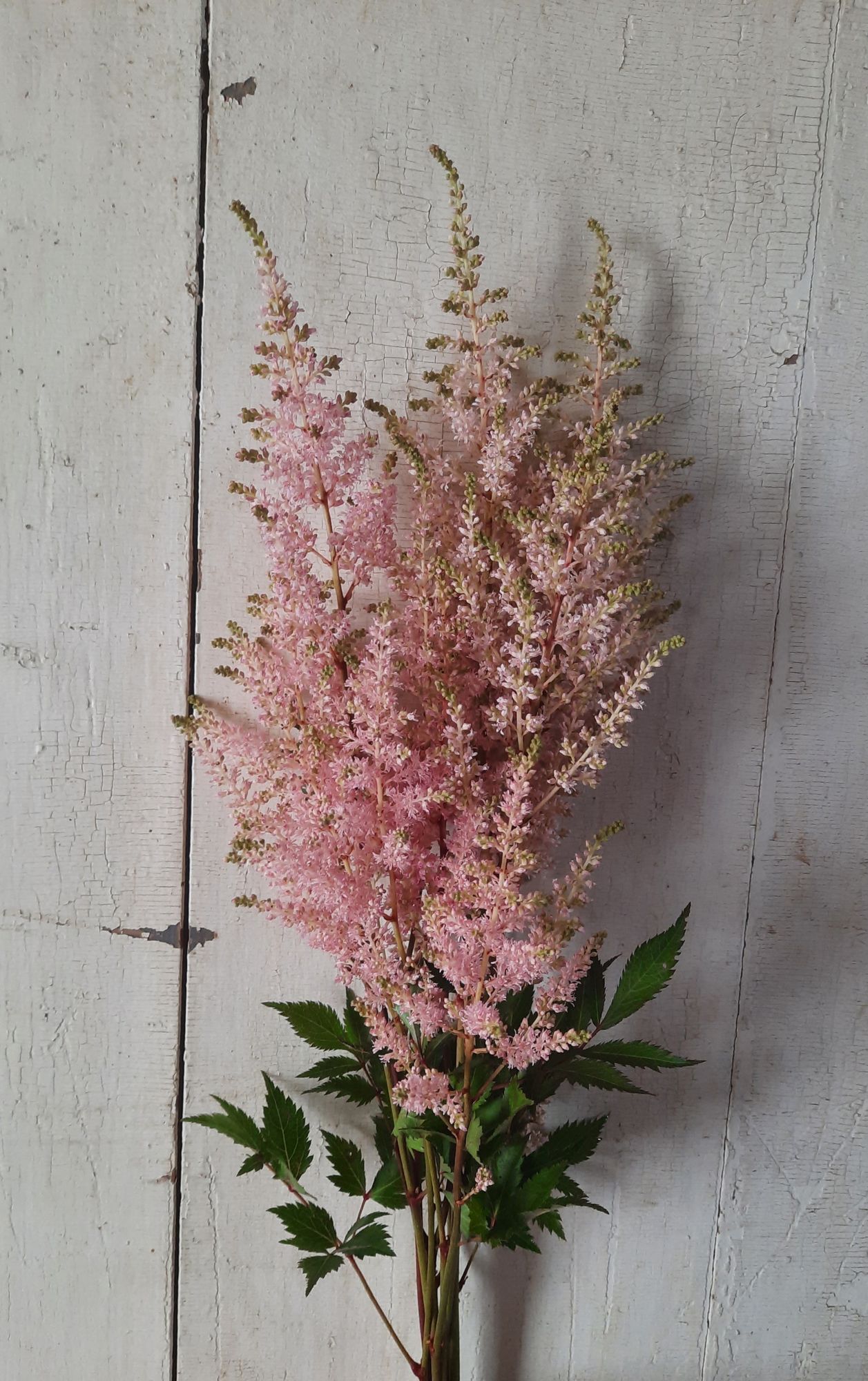 ASTILBE japonica