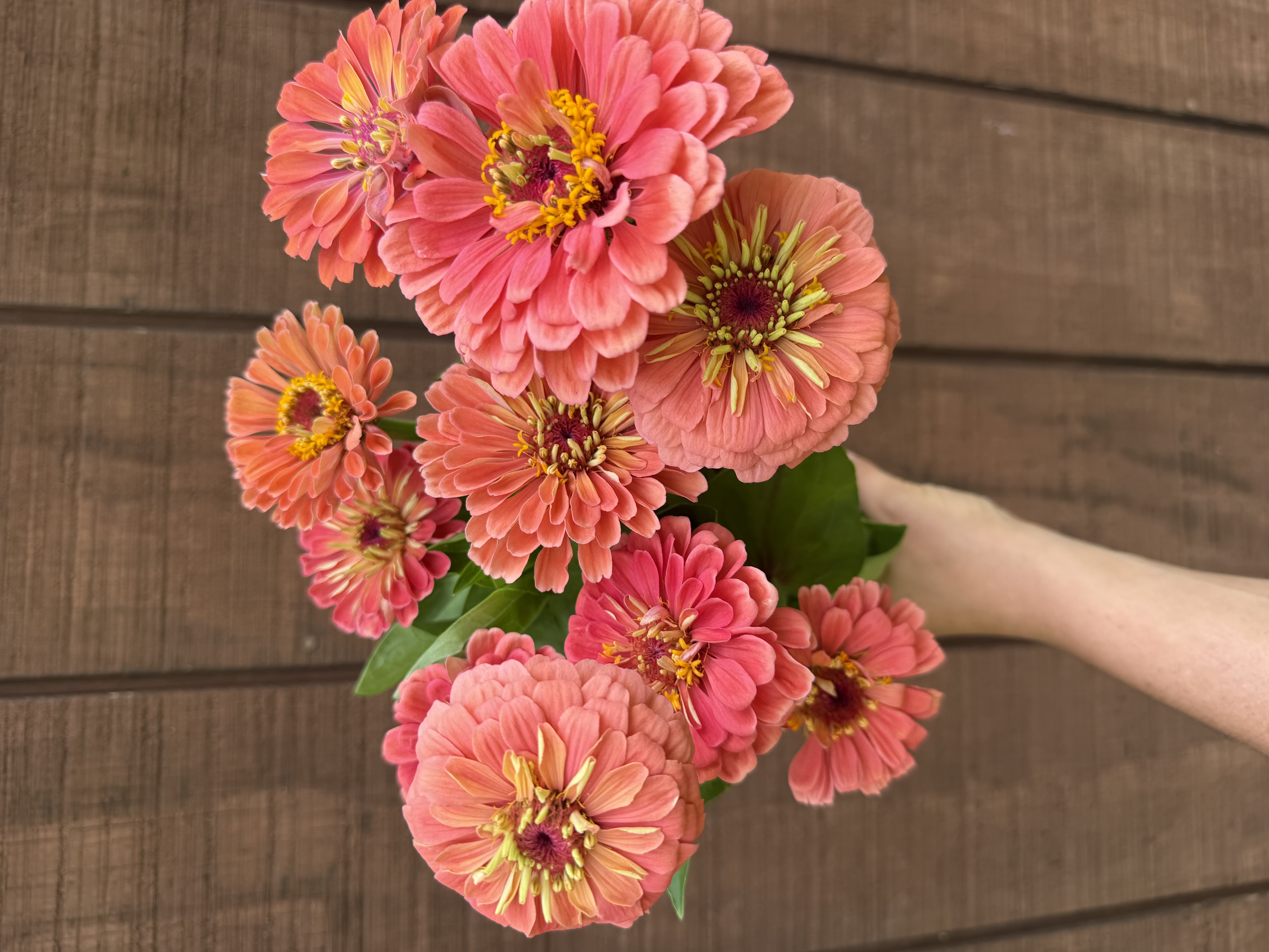 ZINNIA elegans Benary's Giant Coral