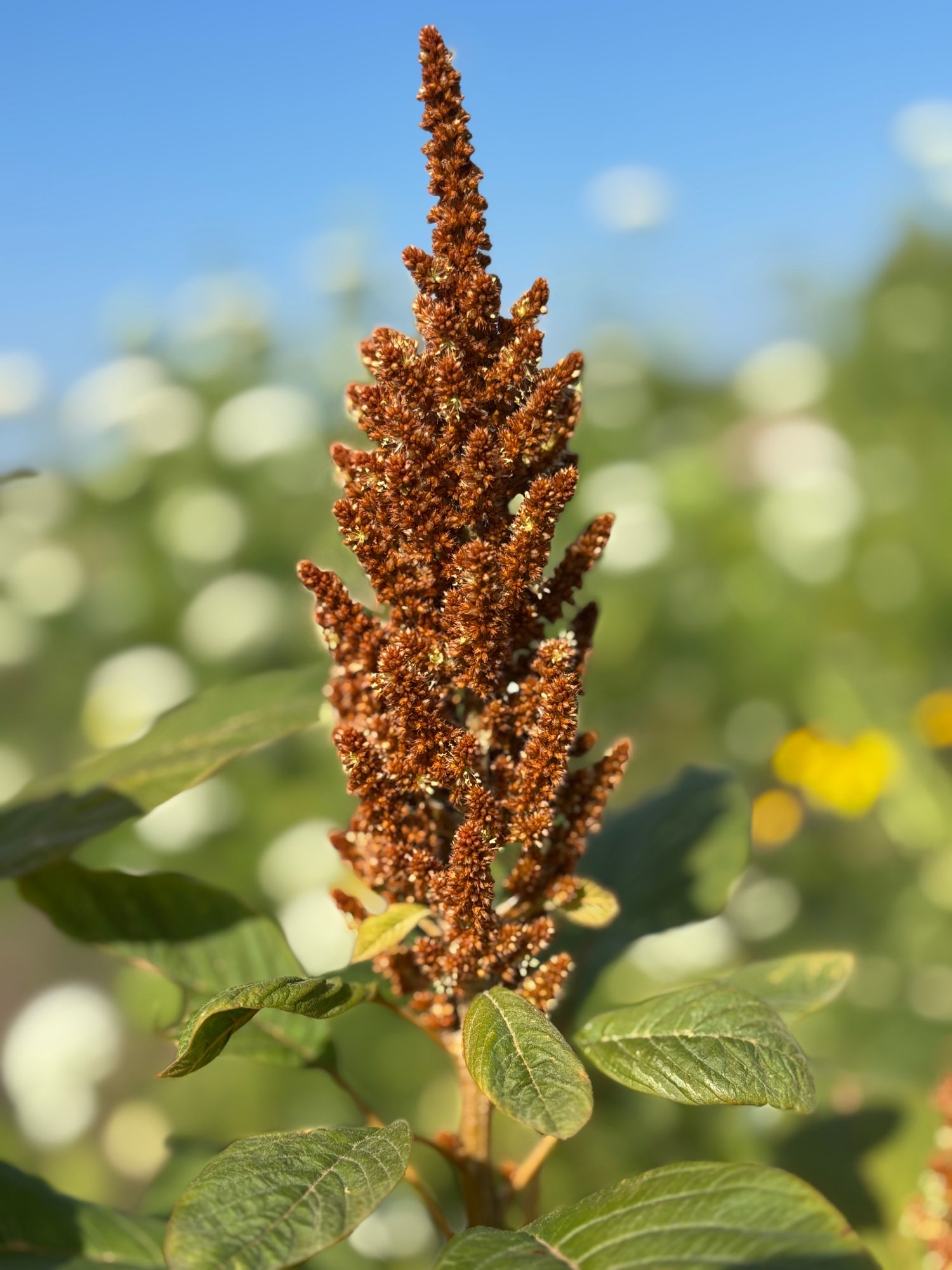 AMARANTHUS cruentus Hot Biscuits