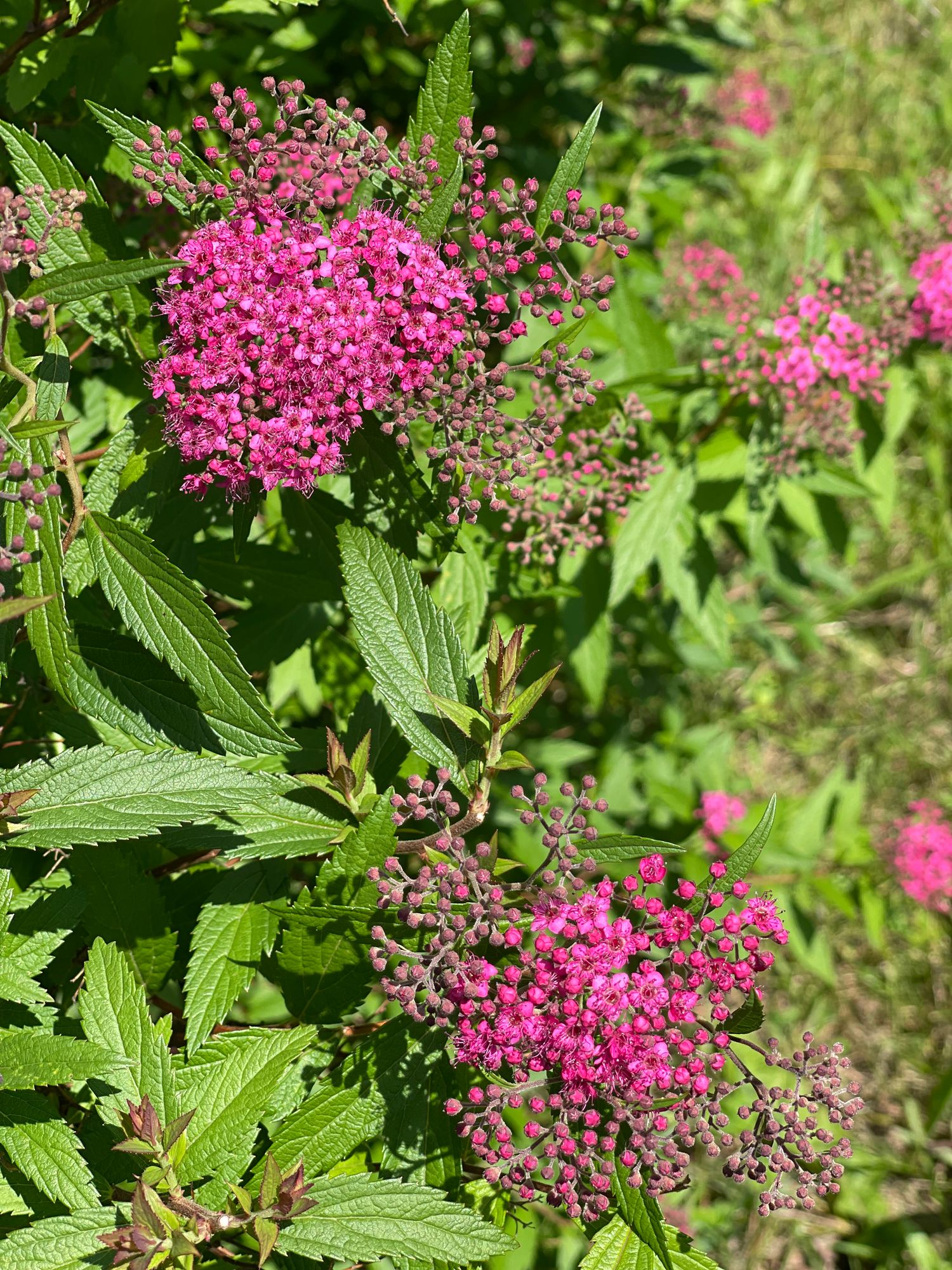 SPIRAEA