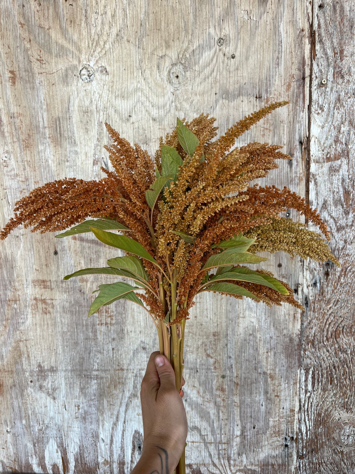 AMARANTHUS cruentus Hot Biscuits