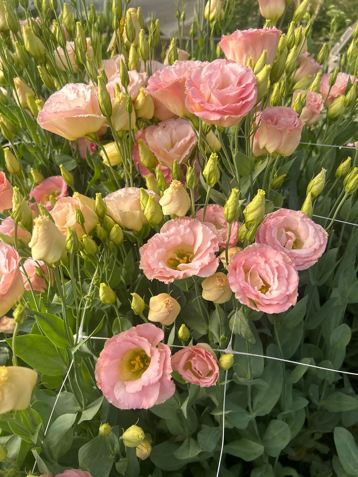 EUSTOMA grandiflorum Corelli
