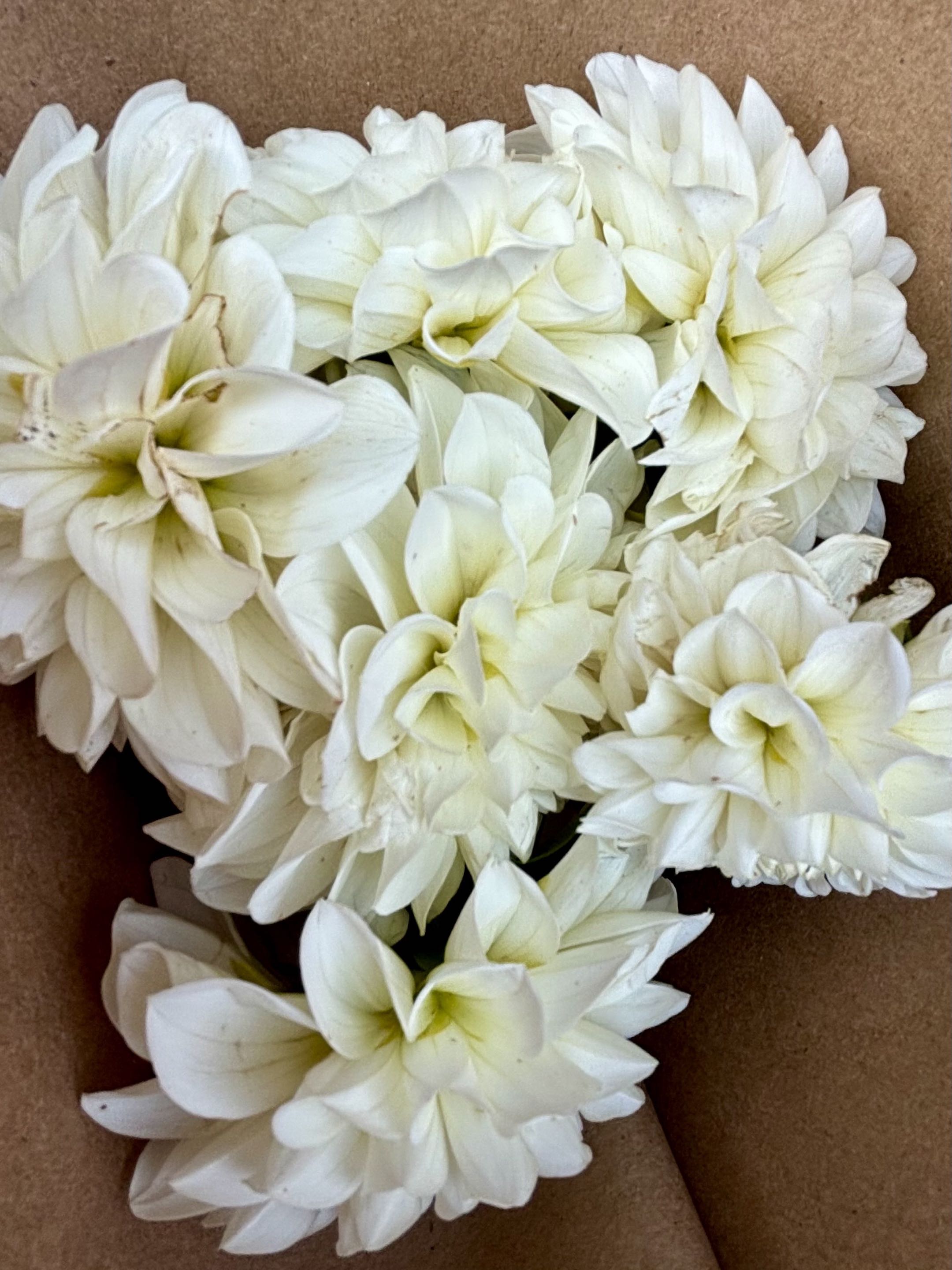 DAHLIA Boom Boom White