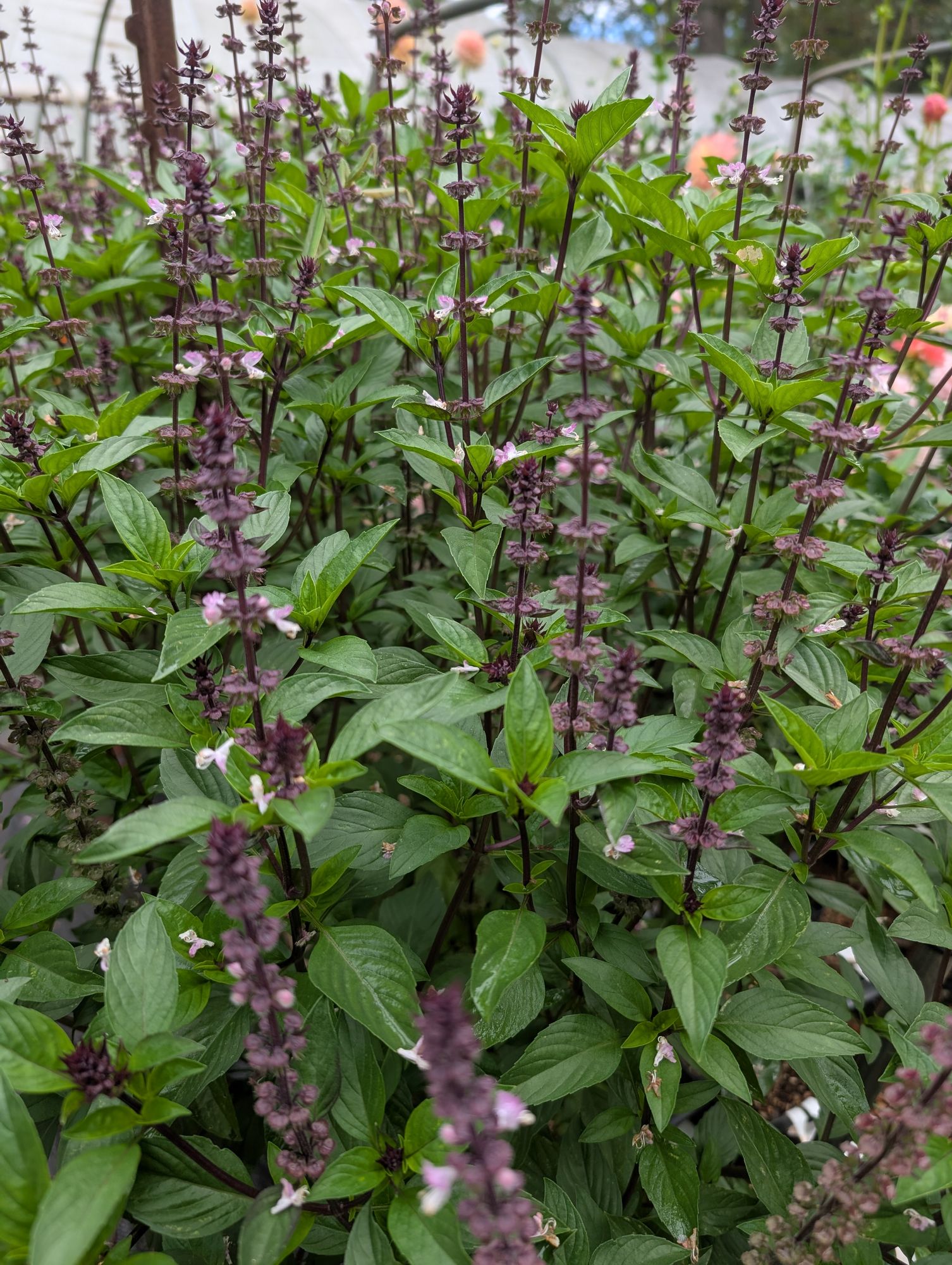 OCIMUM basilicum Thai
