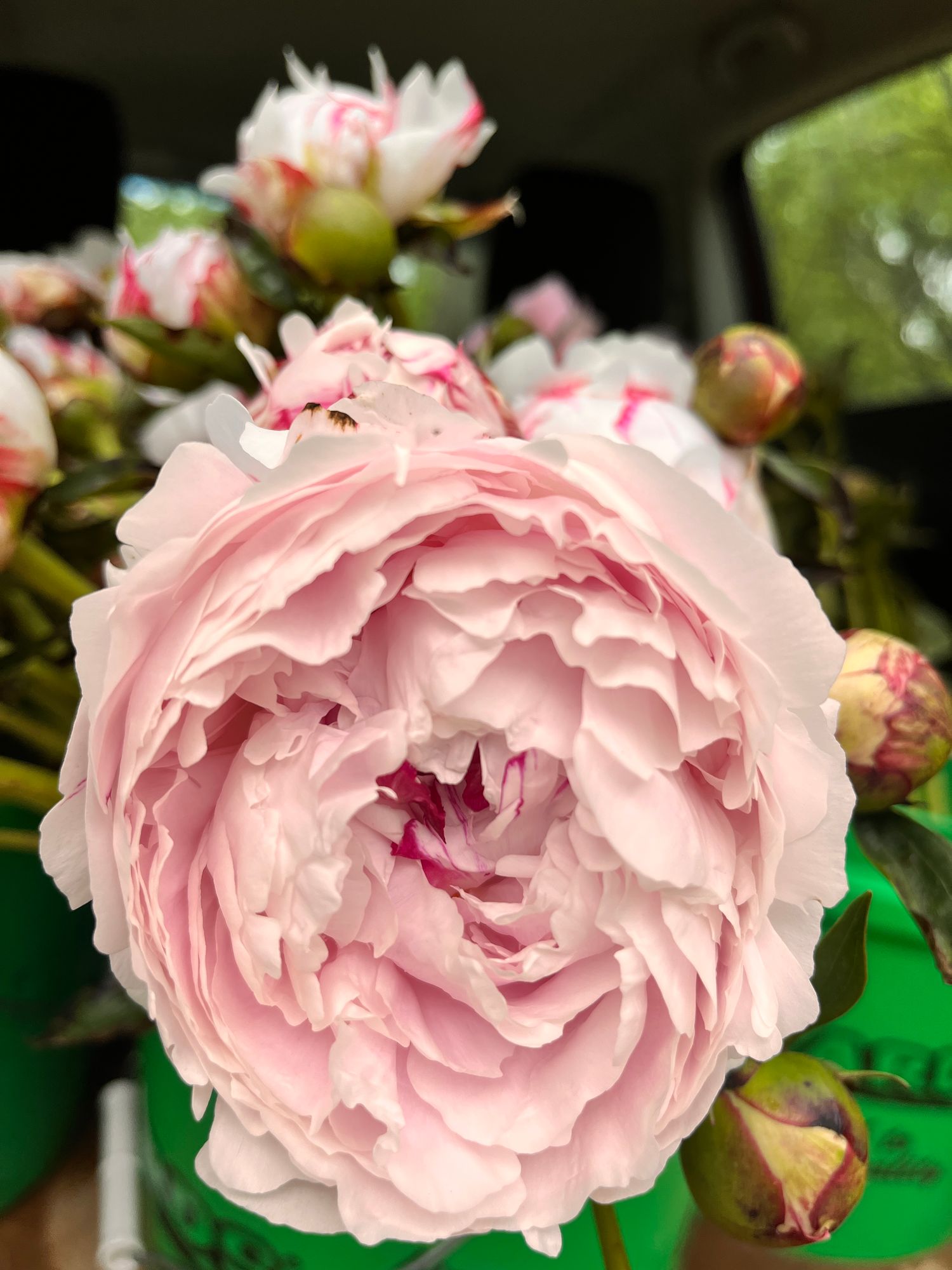 PAEONIA