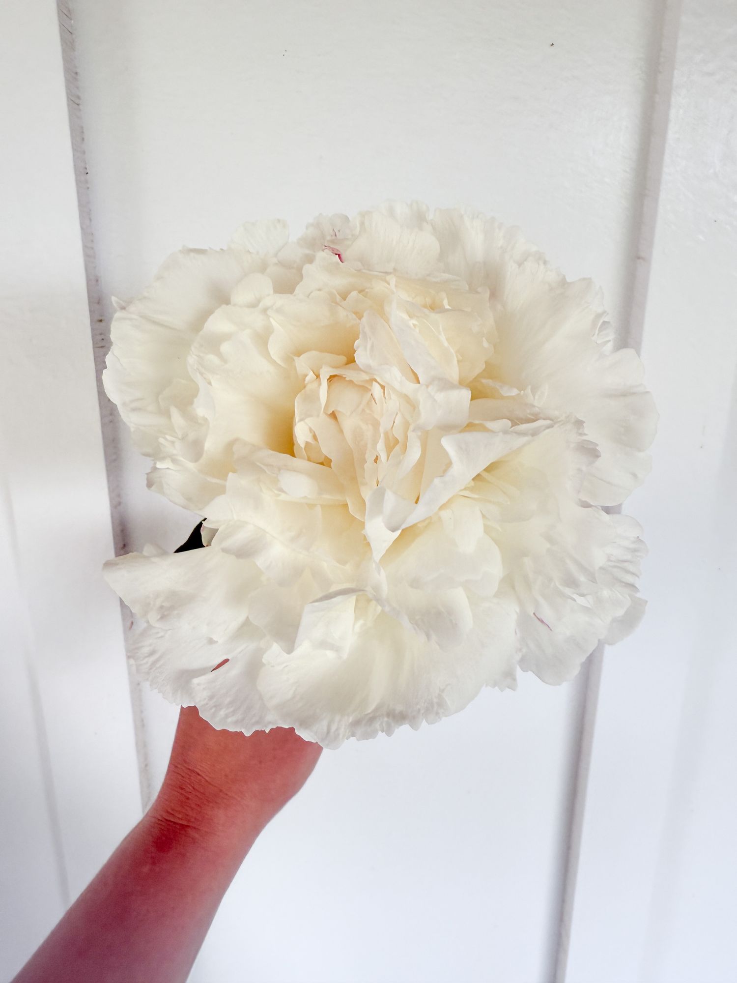 PAEONIA lactiflora Festiva Maxima
