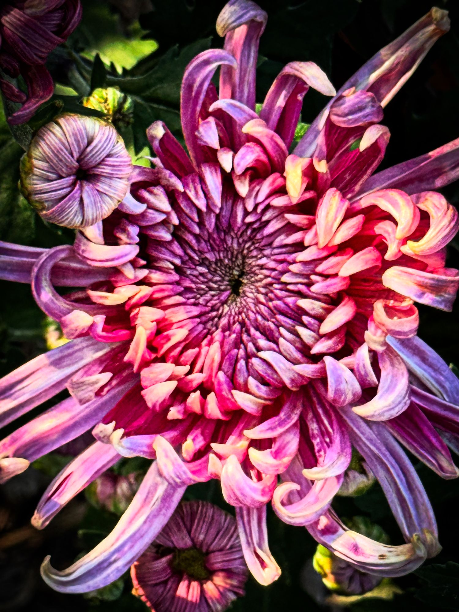 CHRYSANTHEMUM