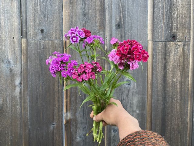 DIANTHUS barbatus Super Duplex