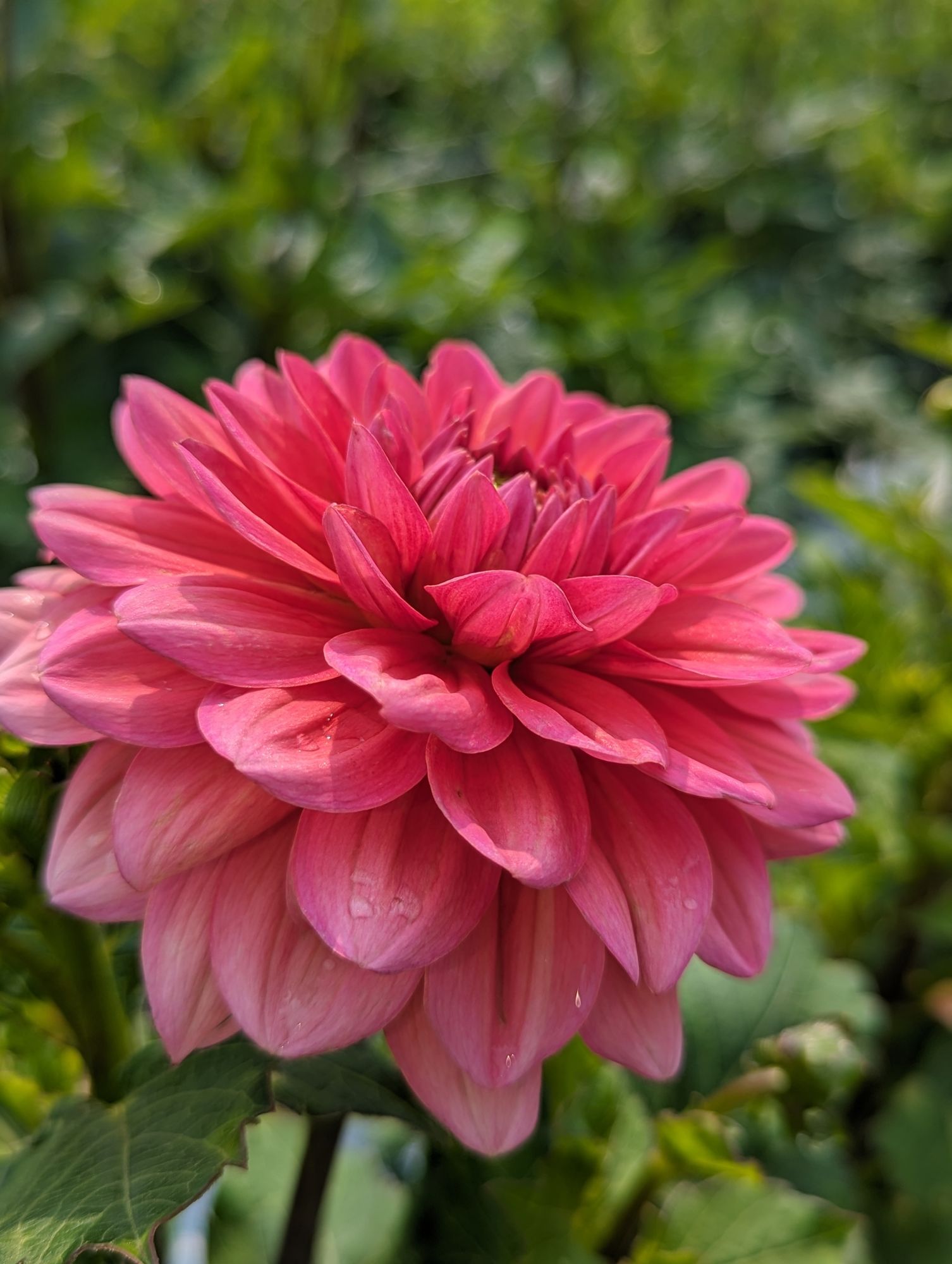 DAHLIA Salmon Runner