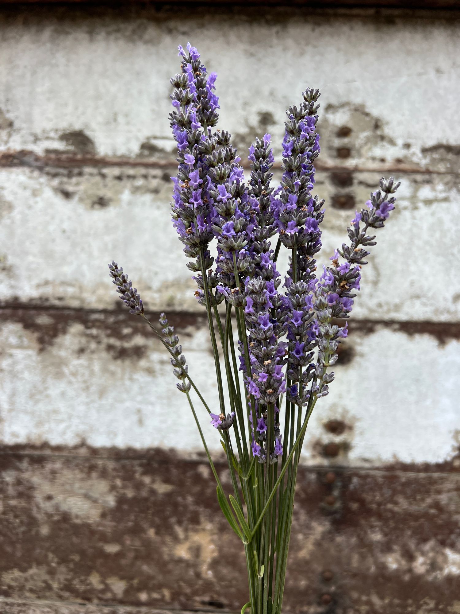 LAVANDULA