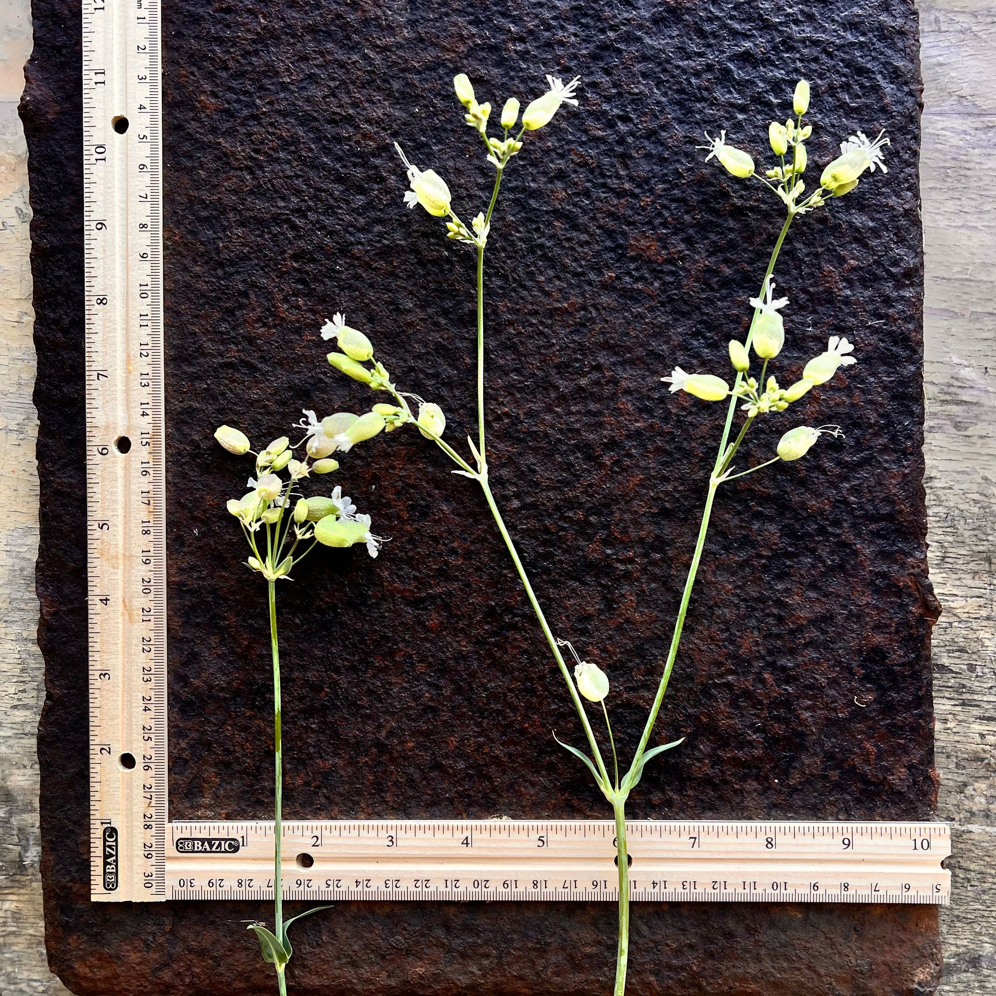 SILENE latifolia