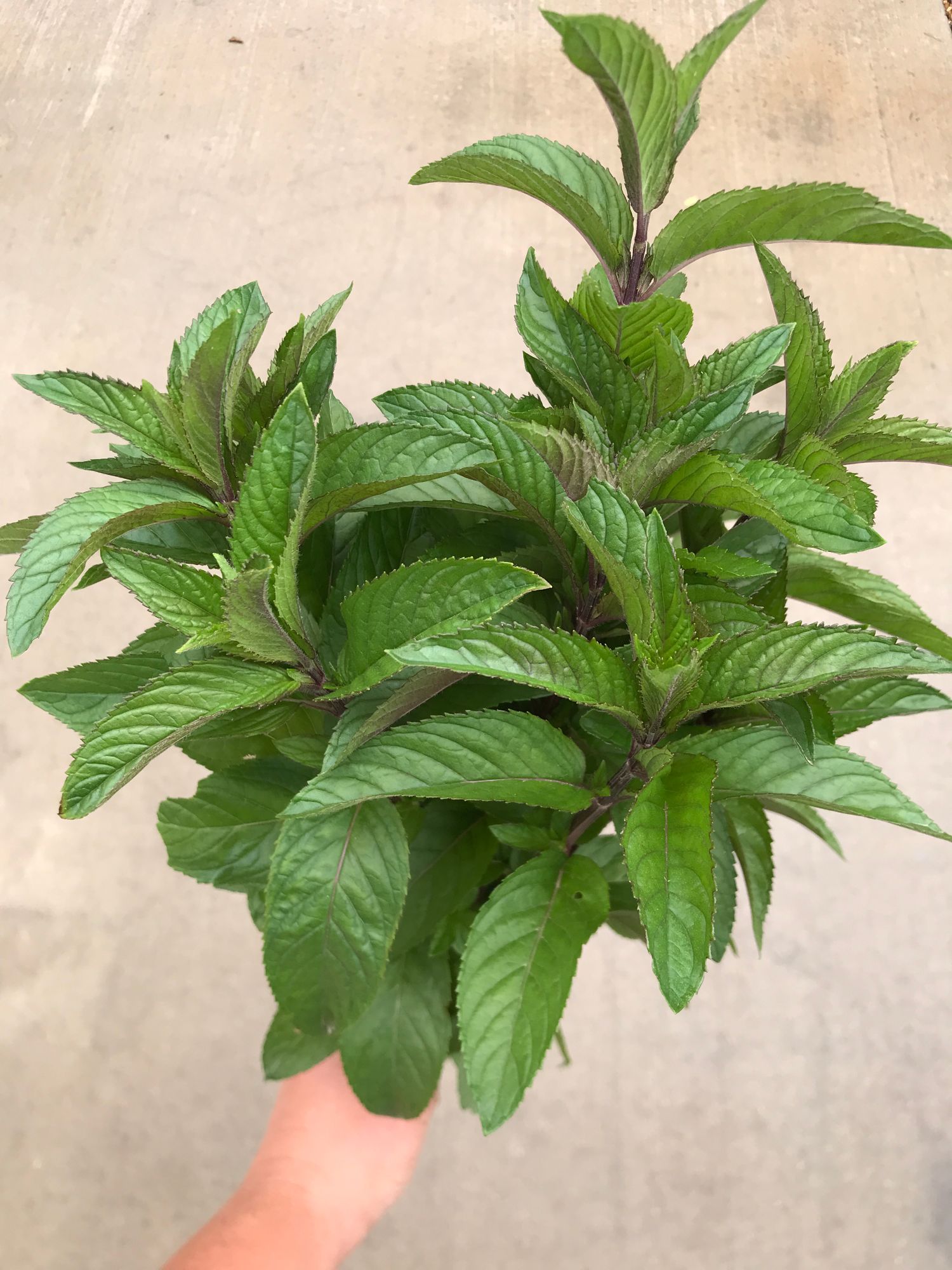MENTHA Piperita-Hybr.