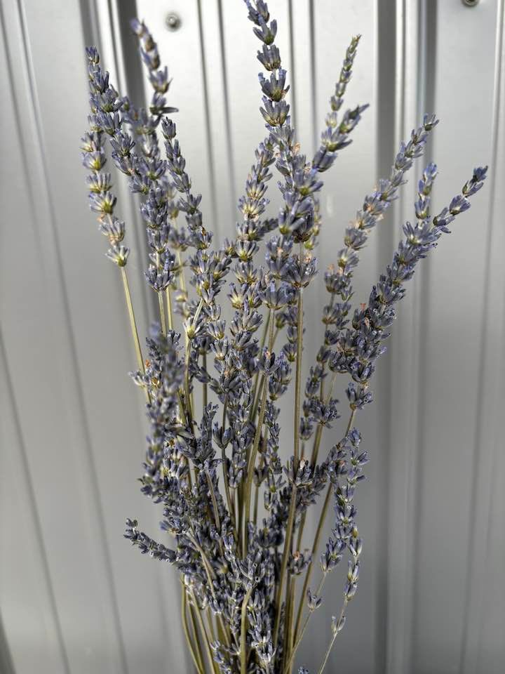 LAVENDULA x intermedia Phenomenal