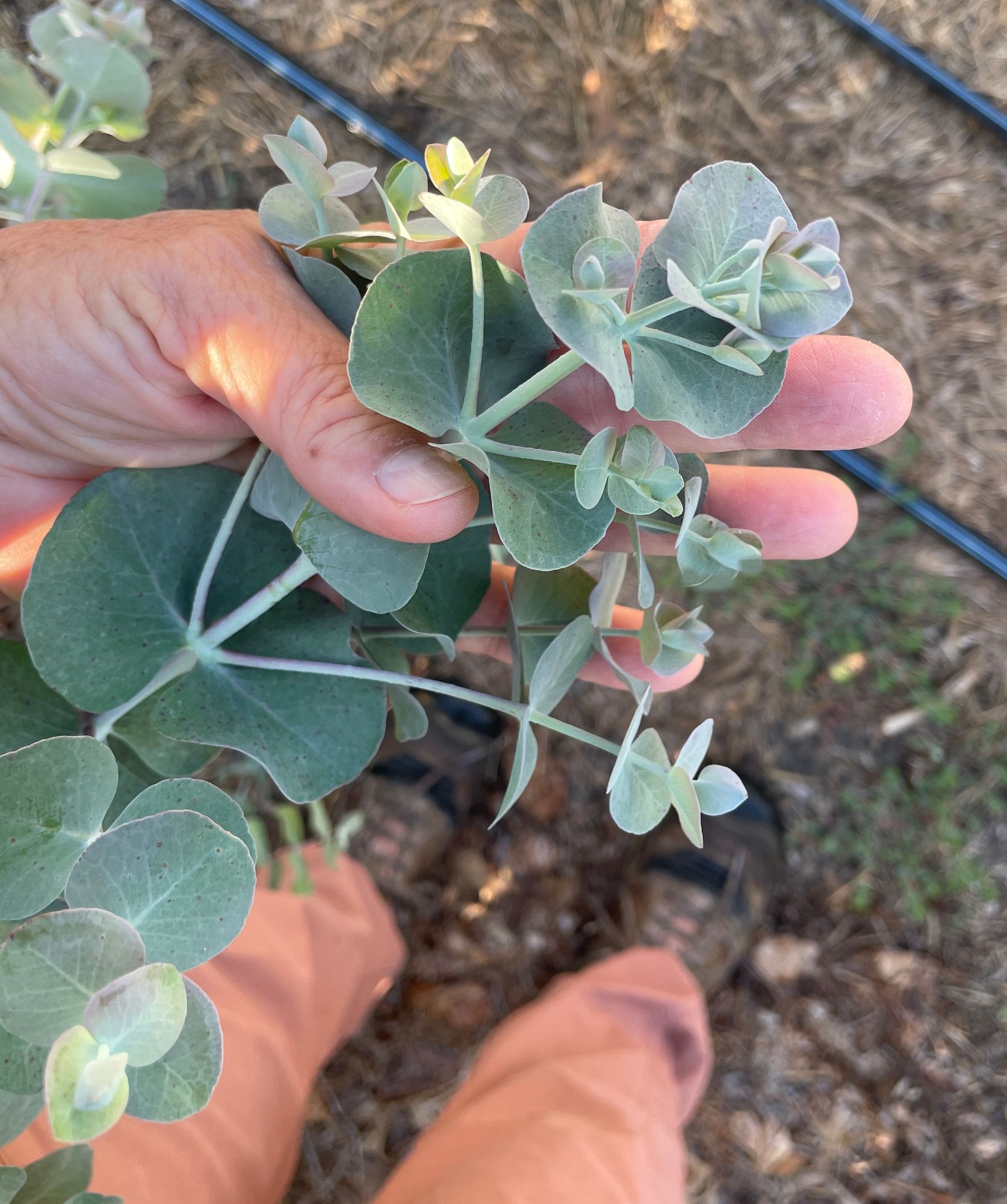 EUCALYPTUS cinerea