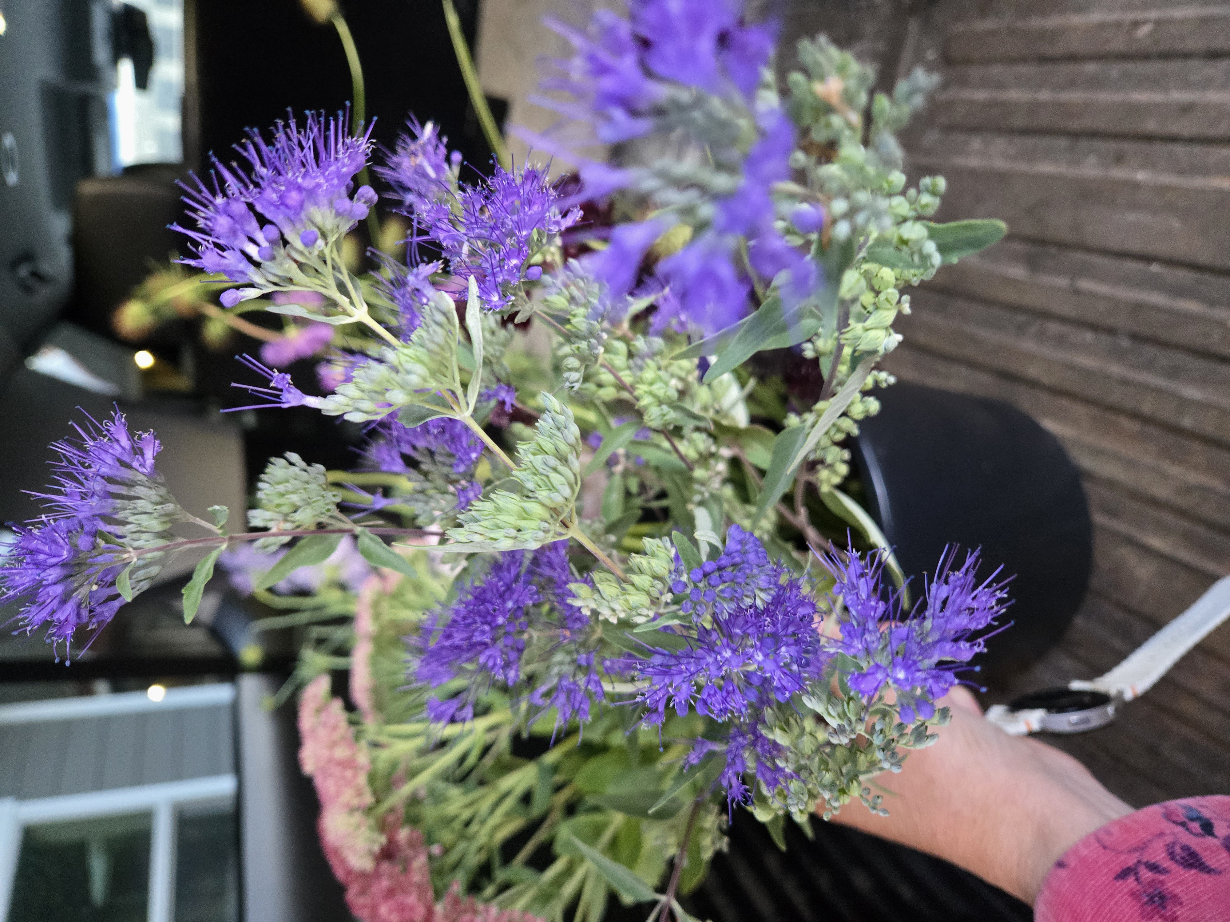 CARYOPTERIS incana Pagoda Lagoon
