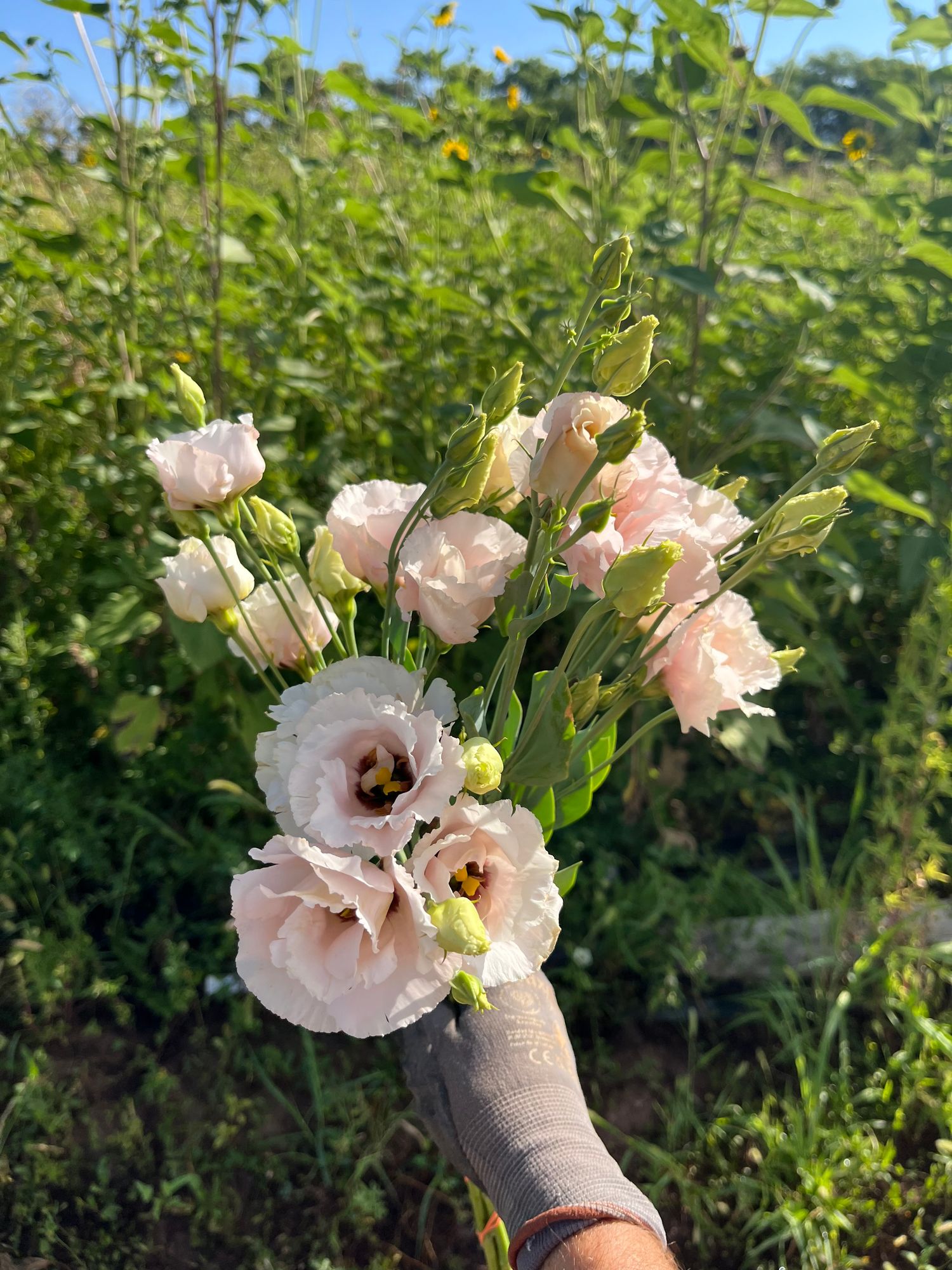 EUSTOMA grandiflorum Corelli Light Pink