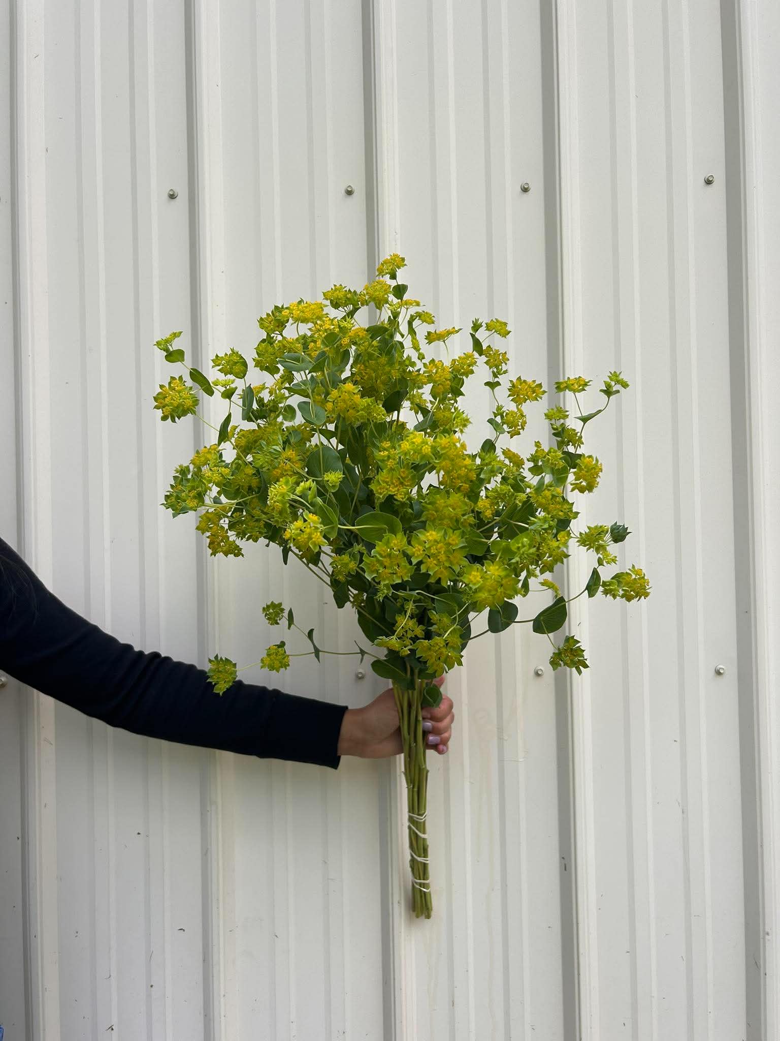 BUPLEURUM griffithii Green Gold