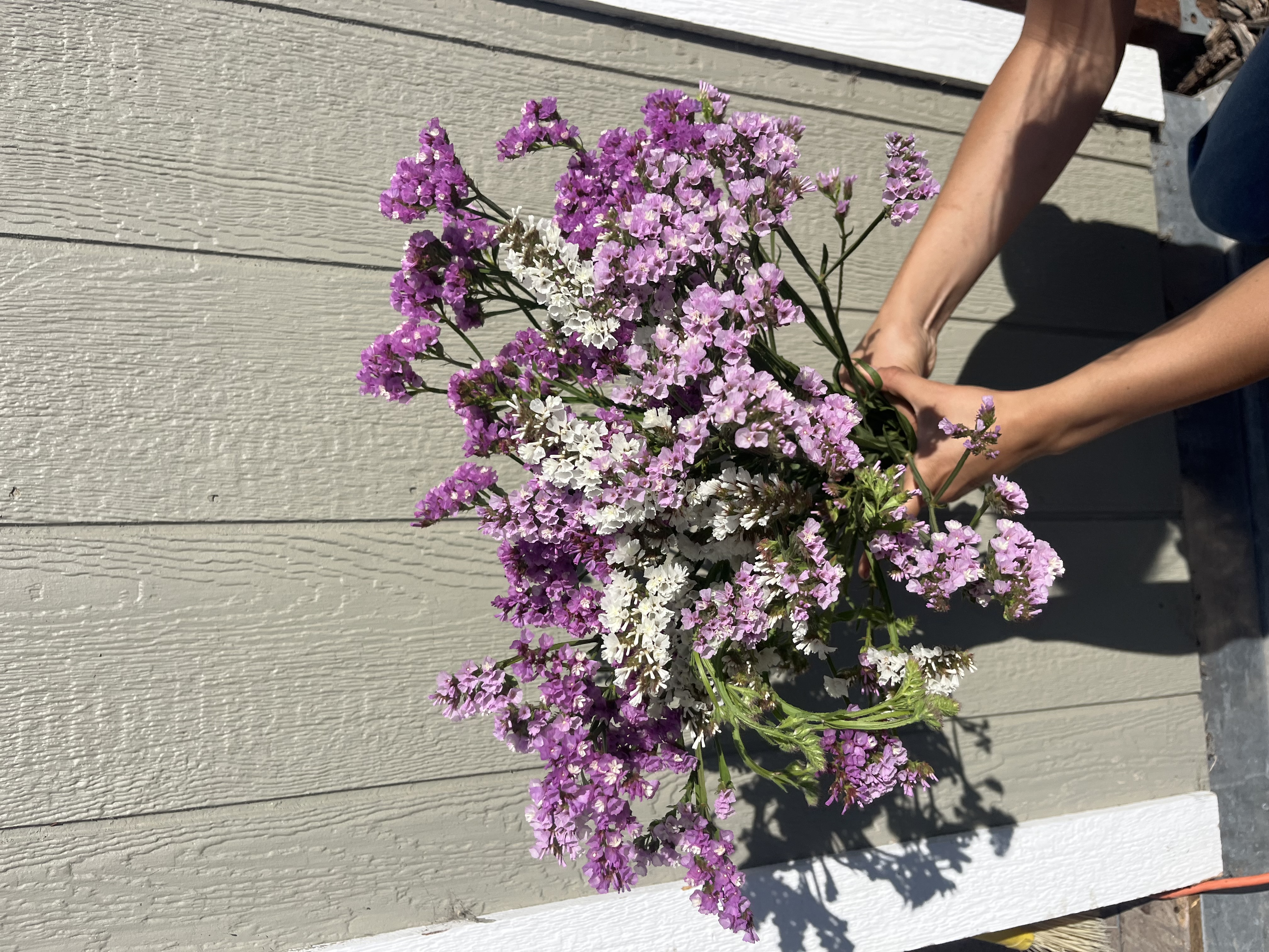 LIMONIUM sinuatum QIS White
