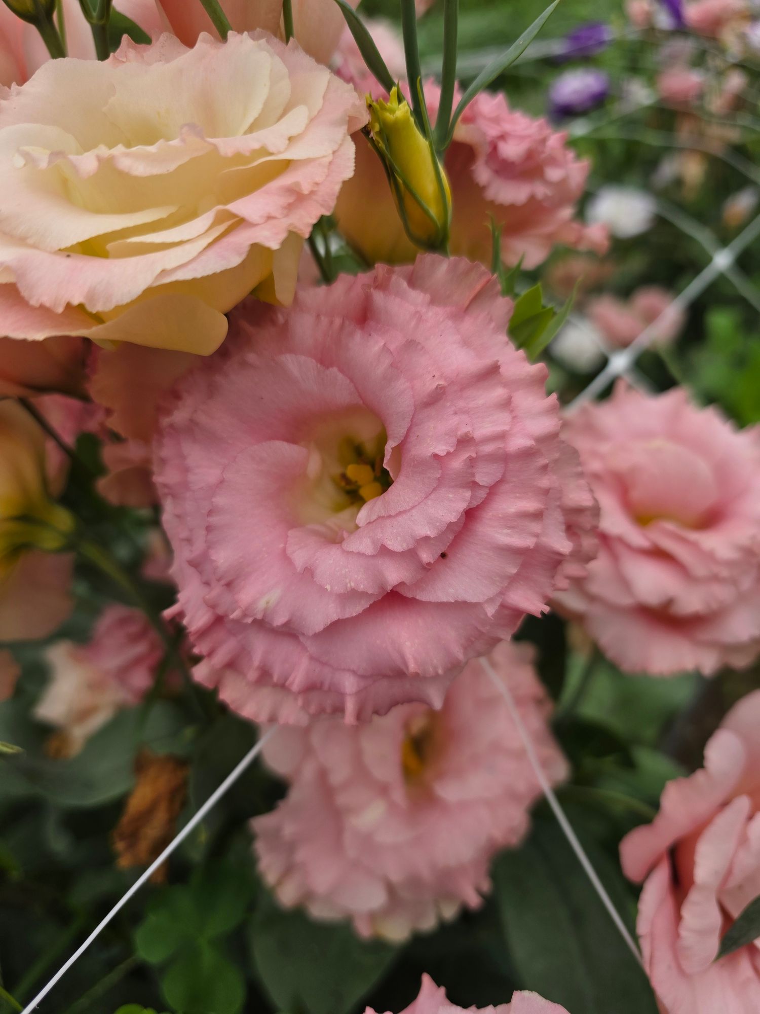 EUSTOMA grandiflorum Corelli Sugoi 1 Lavender Ice