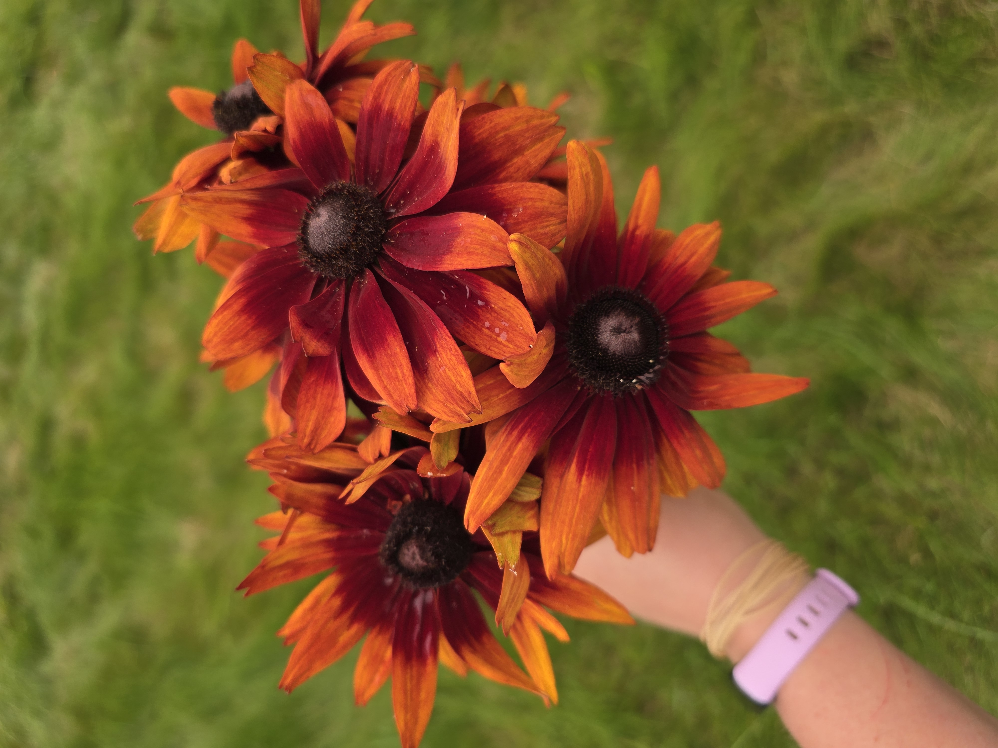 RUDBECKIA hirta Autumn Colors