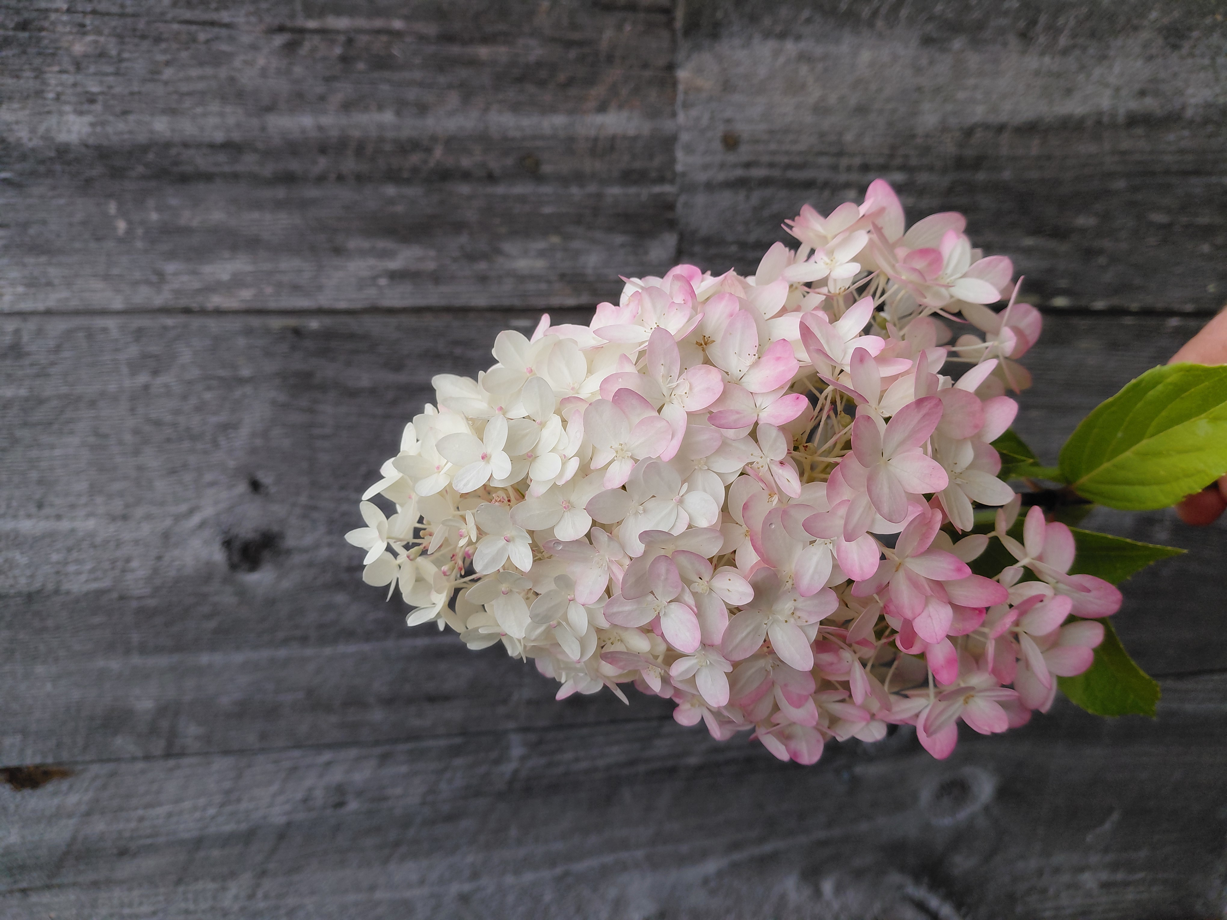 HYDRANGEA paniculata Pillow Talk