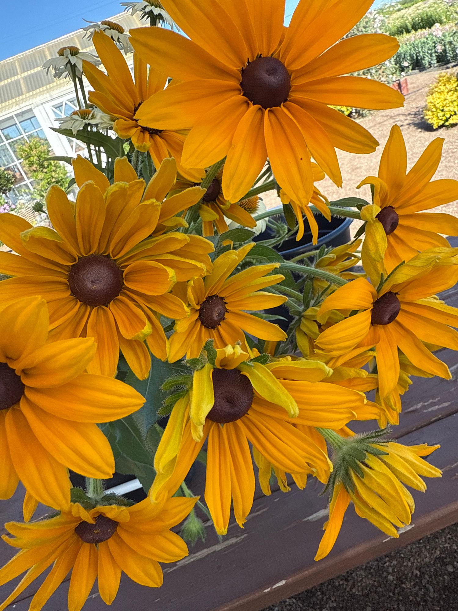 RUDBECKIA hirta Irish Eyes
