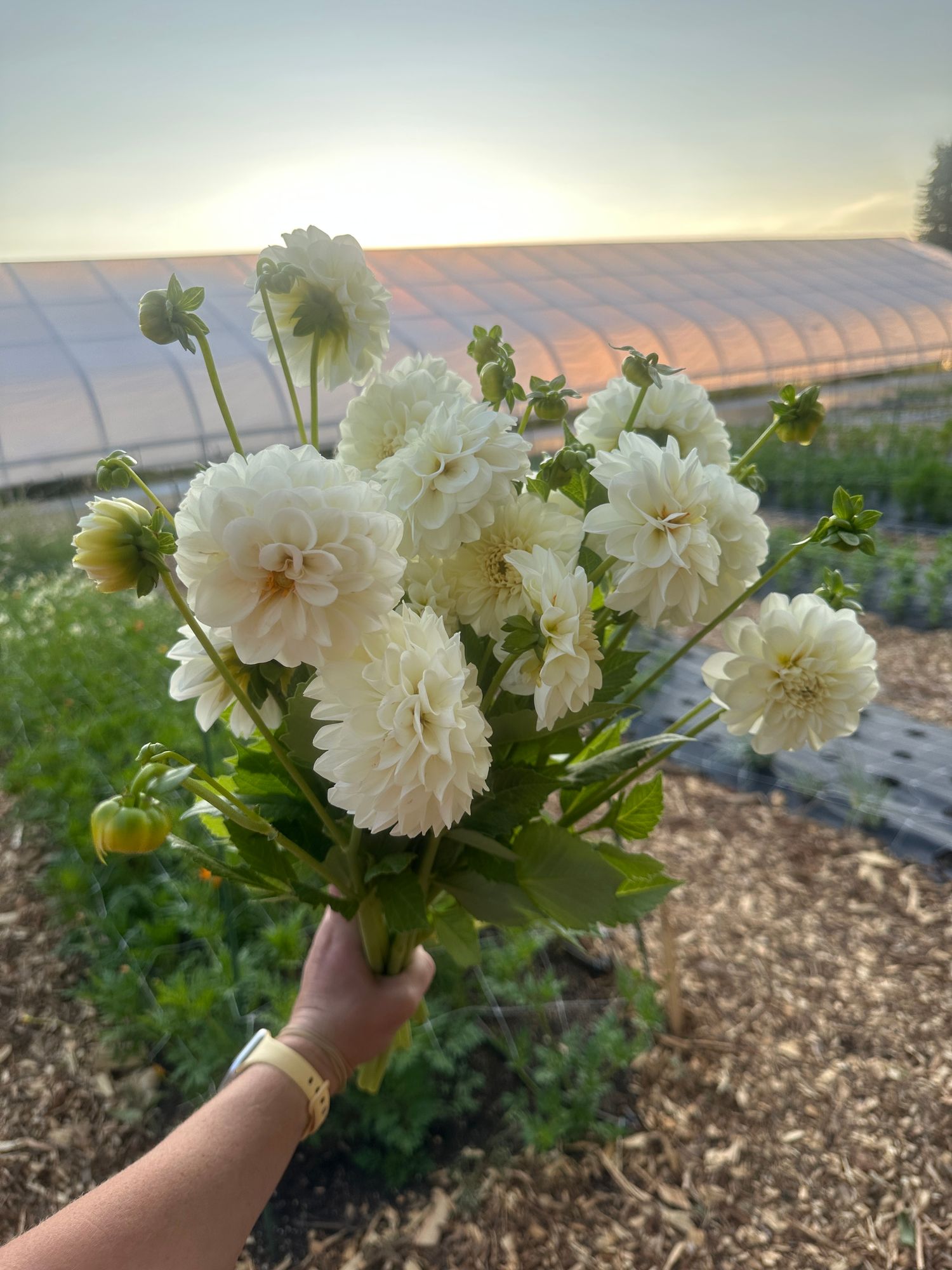 DAHLIA Boom Boom White