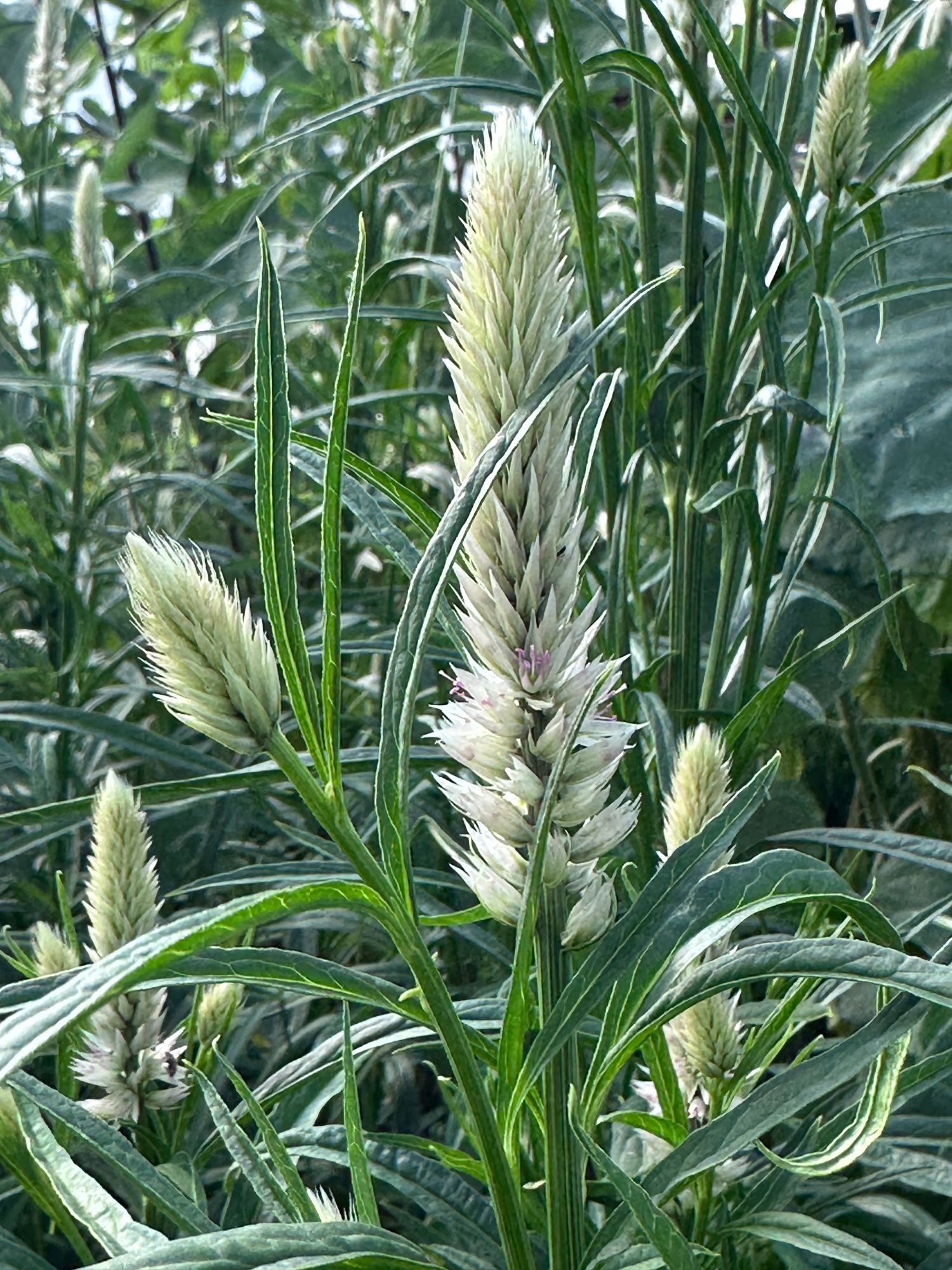 CELOSIA argentea spicata Flamingo Feather