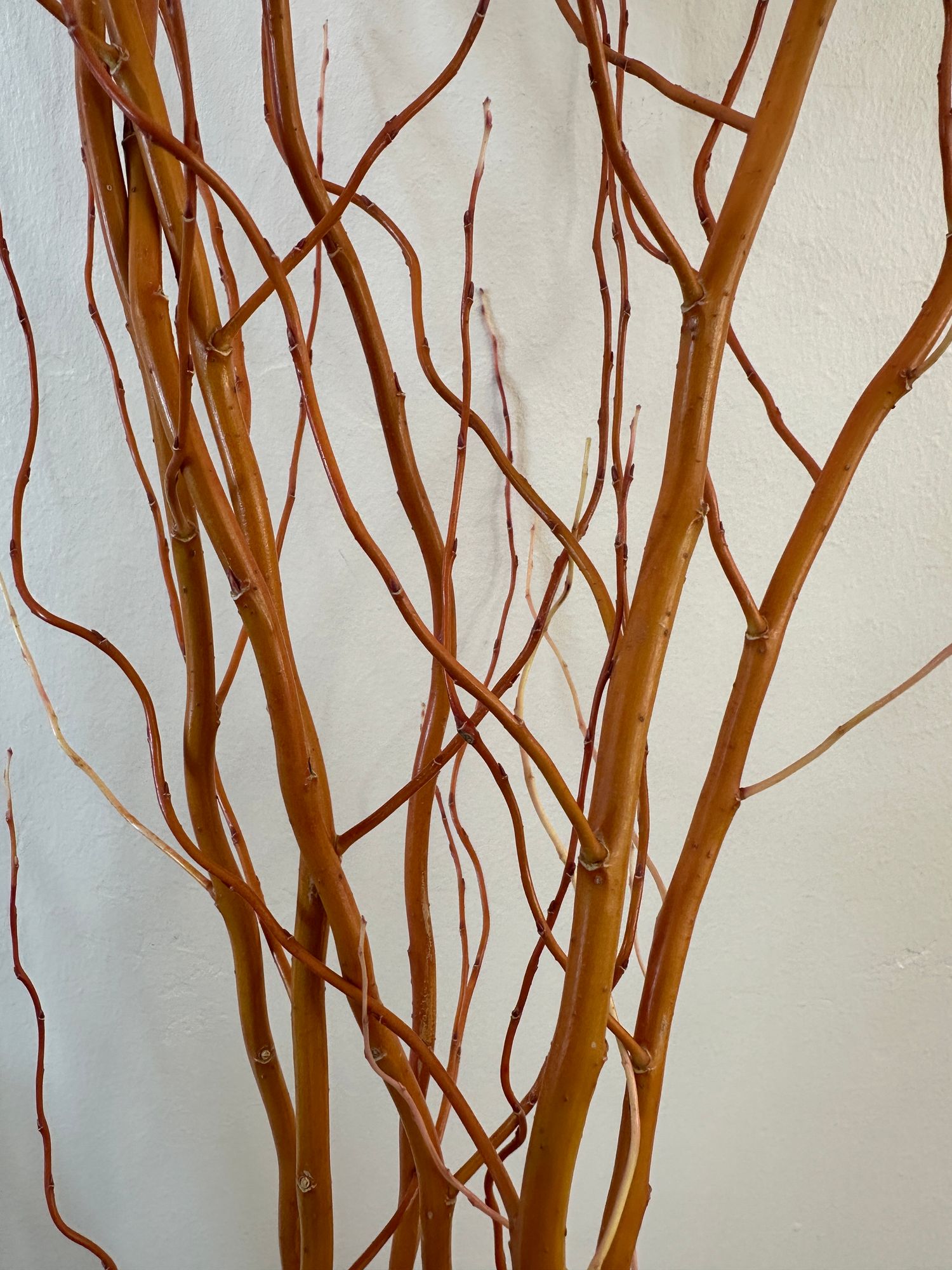 SALIX x Golden Curls