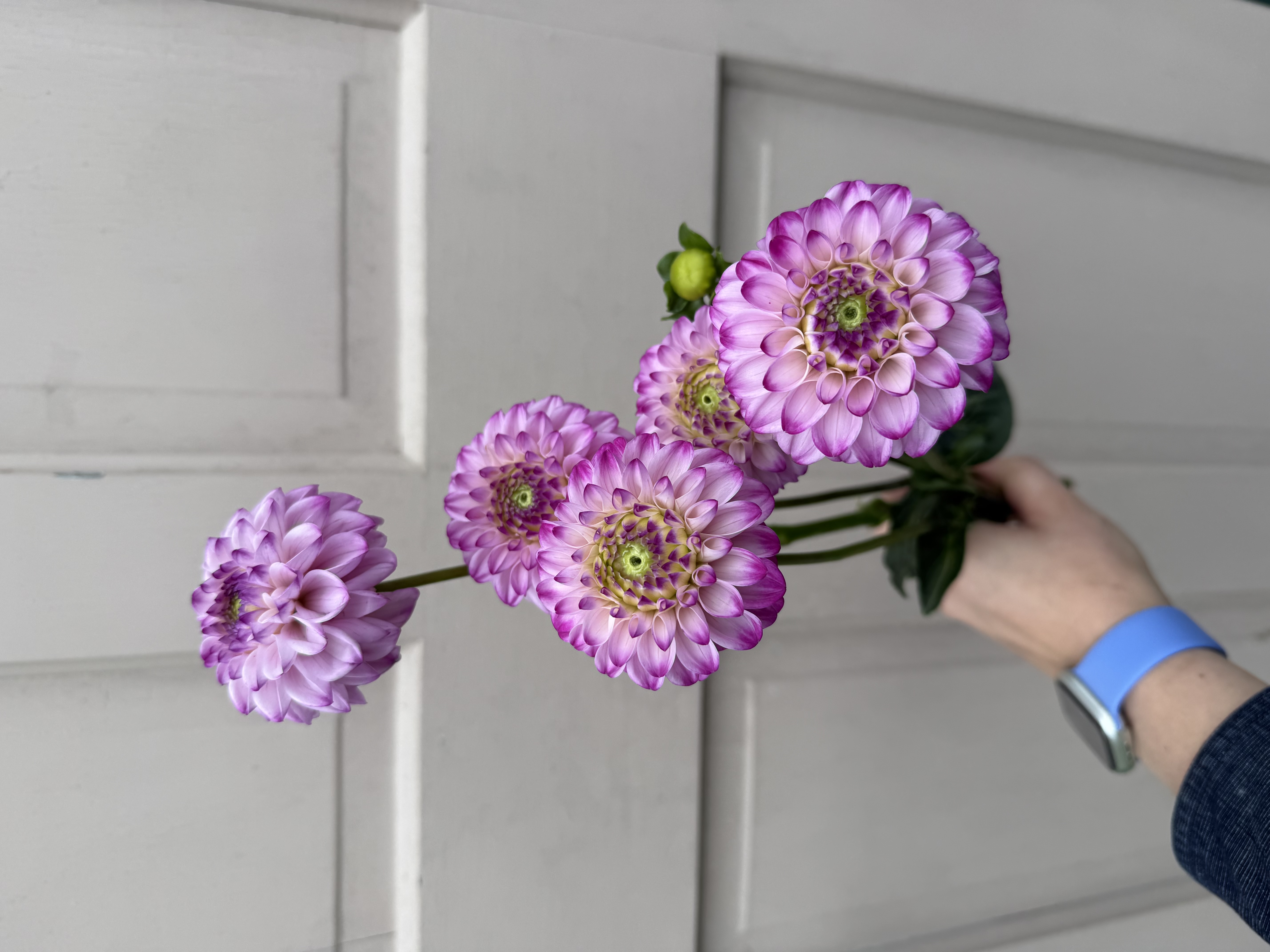 DAHLIA Genova