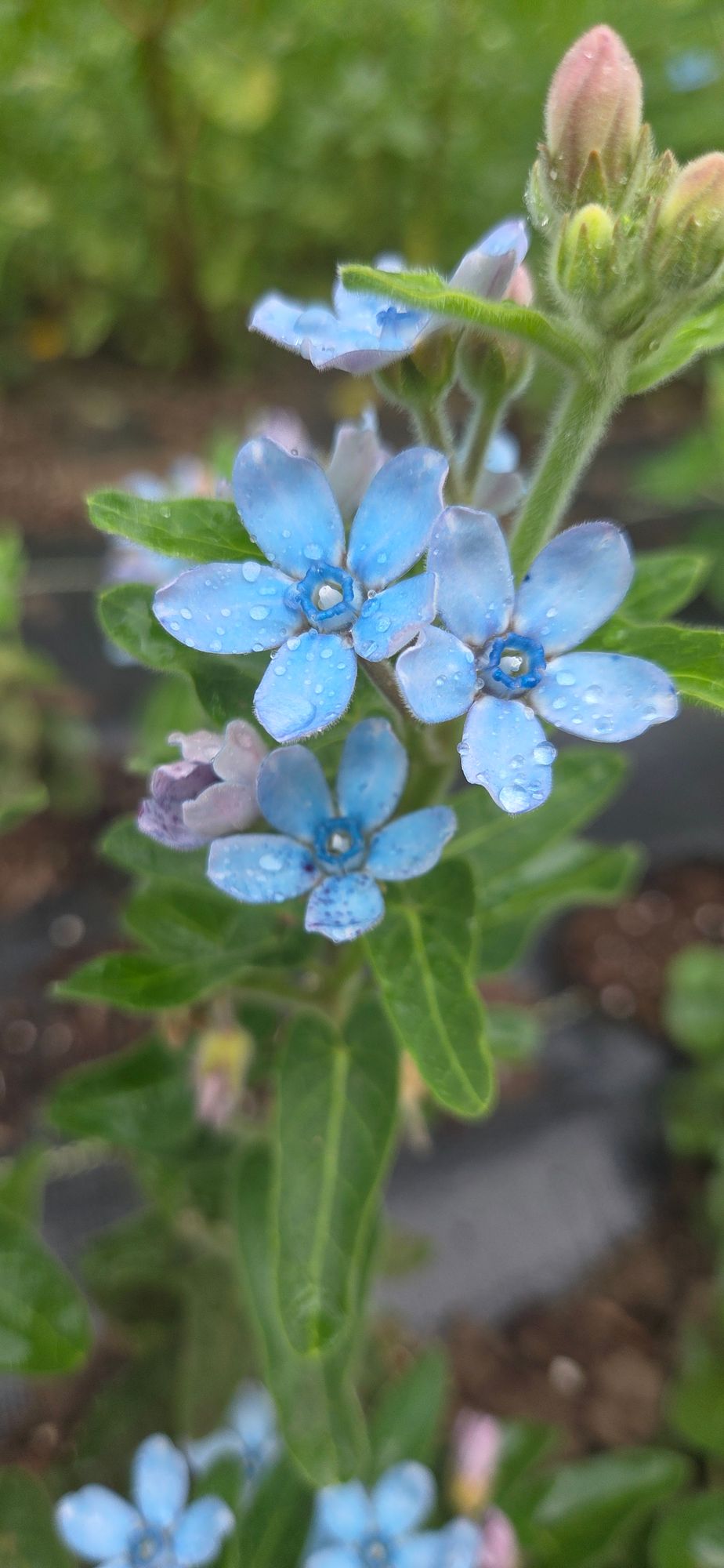 OXYPETALUM coeruleum Blue Double Mix