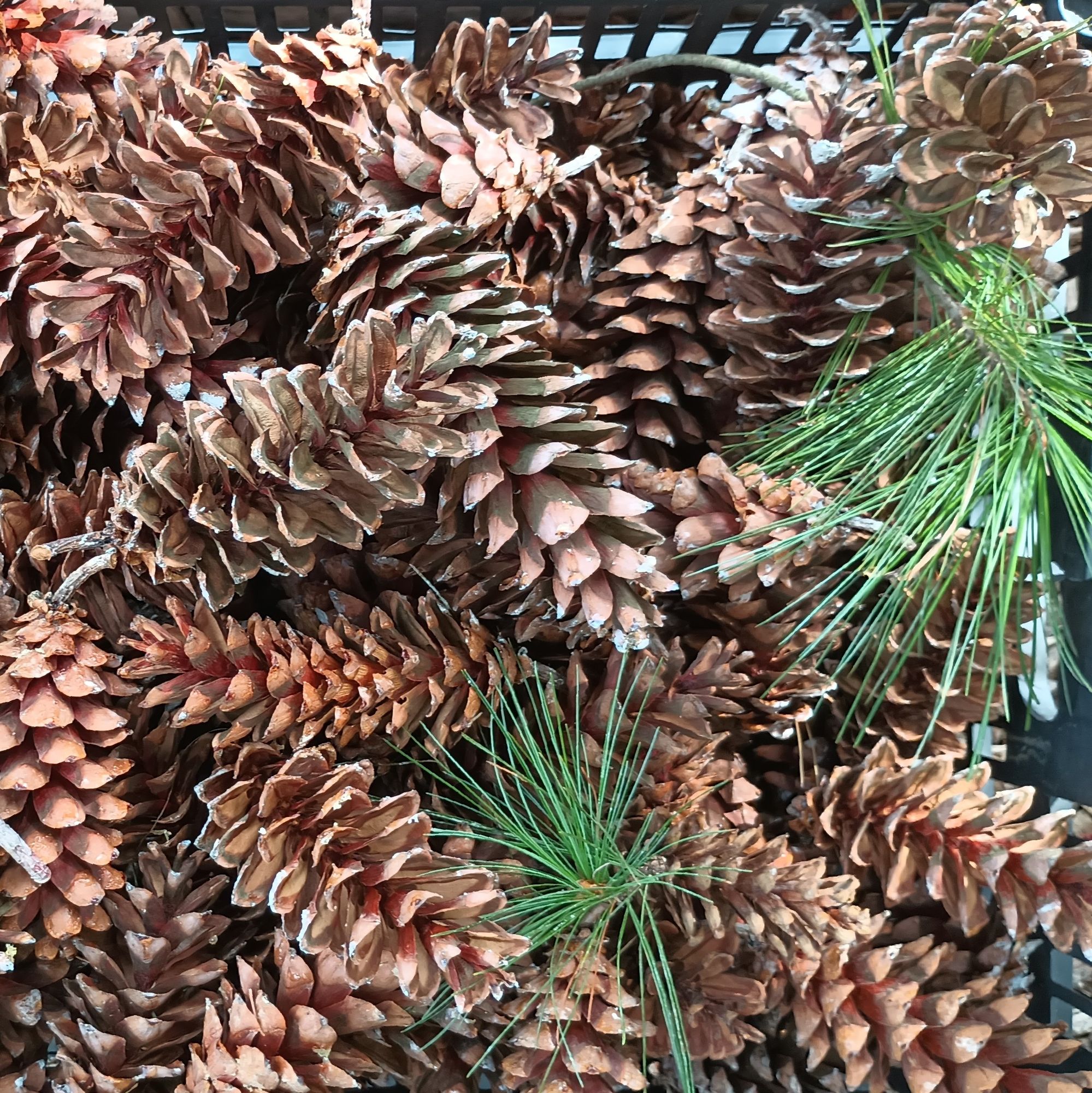 PINUS strobus