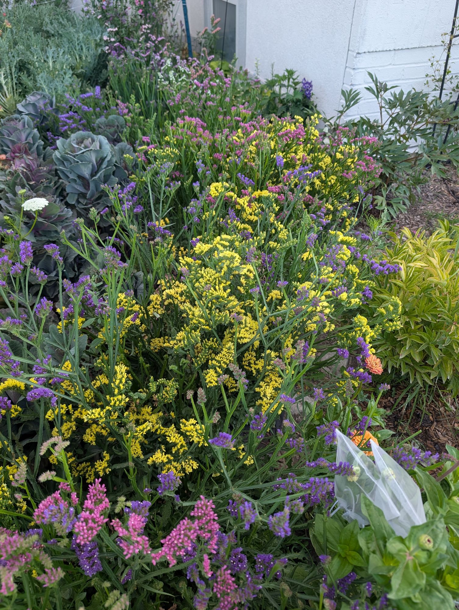 LIMONIUM sinuatum