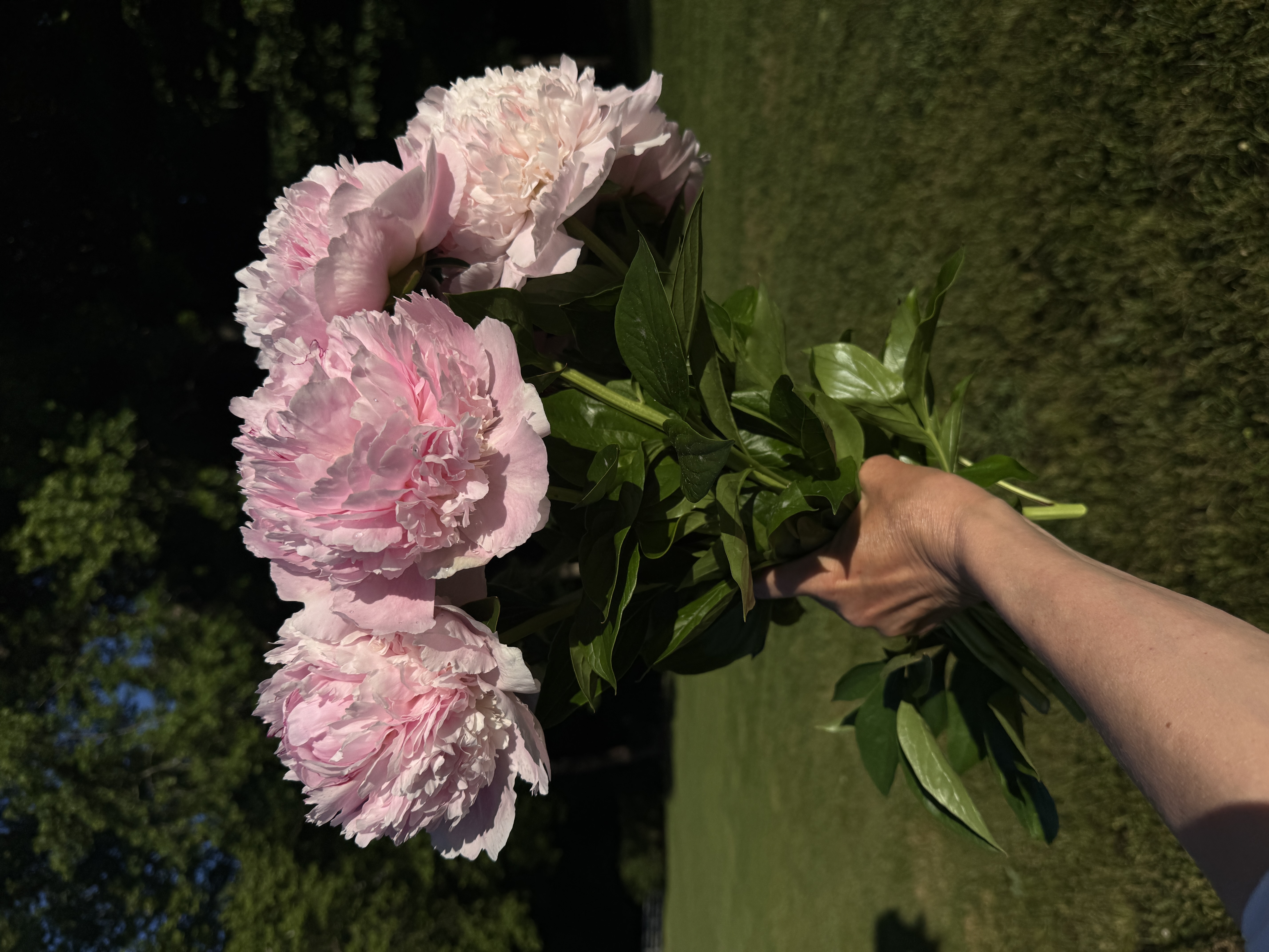 PAEONIA lactiflora Pillow Talk